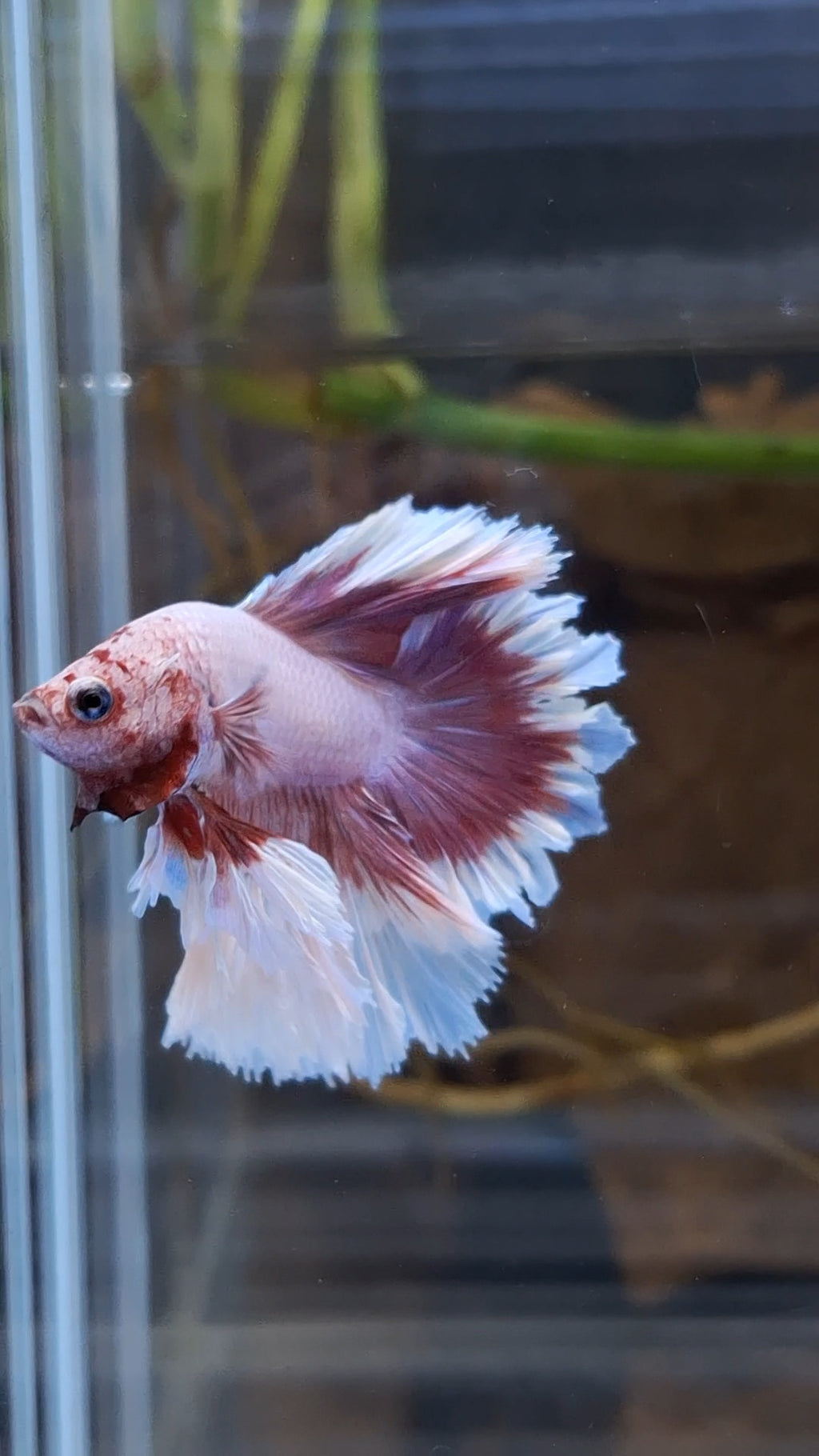 King Feathertail Pink Purple Butterfly Betta Fish Male