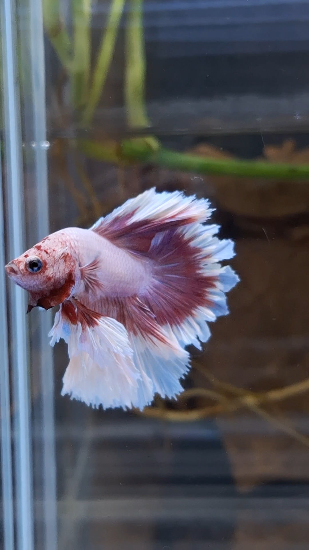 King Feathertail Pink Purple Butterfly Betta Fish Male