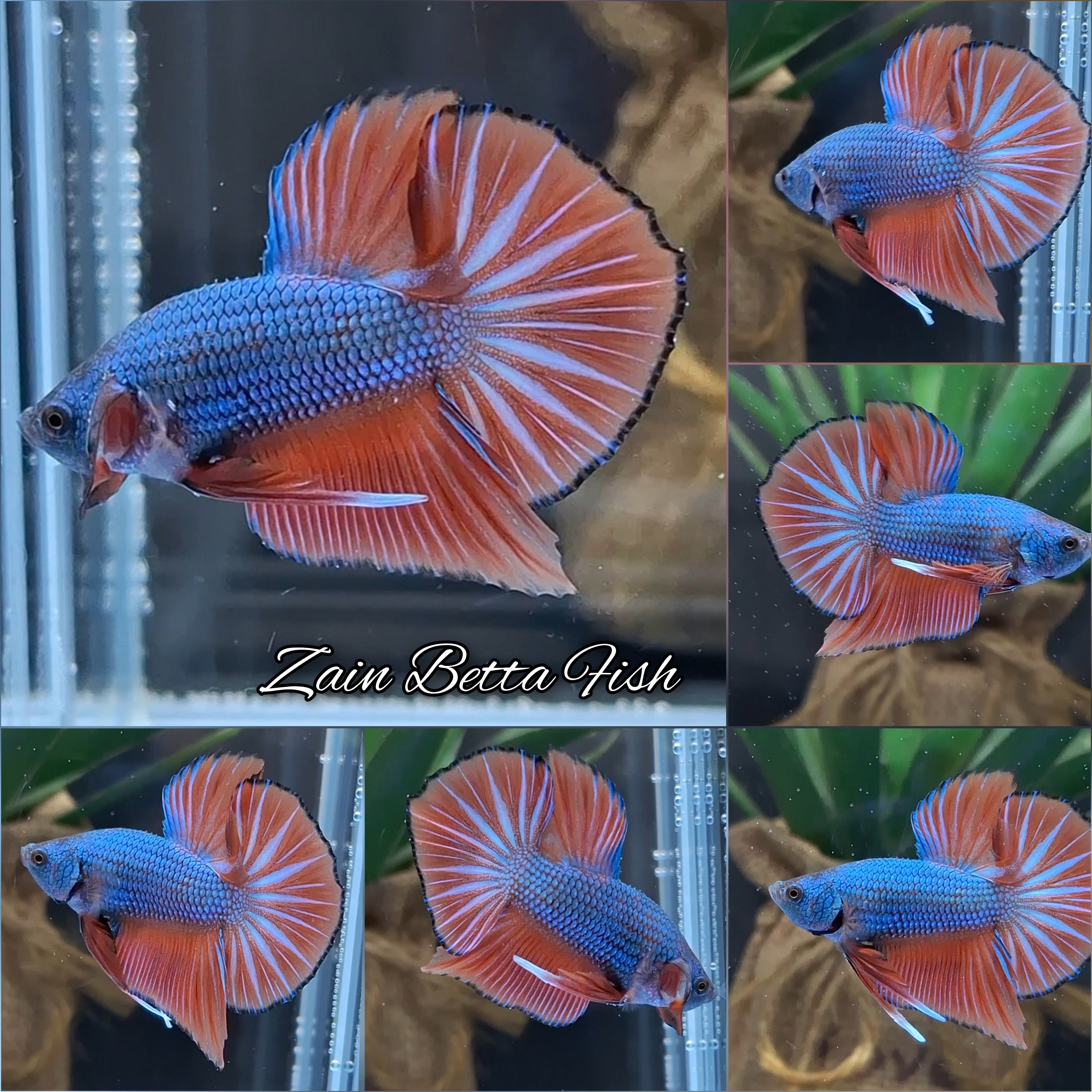 HMPK Dragon Betta Fish Male