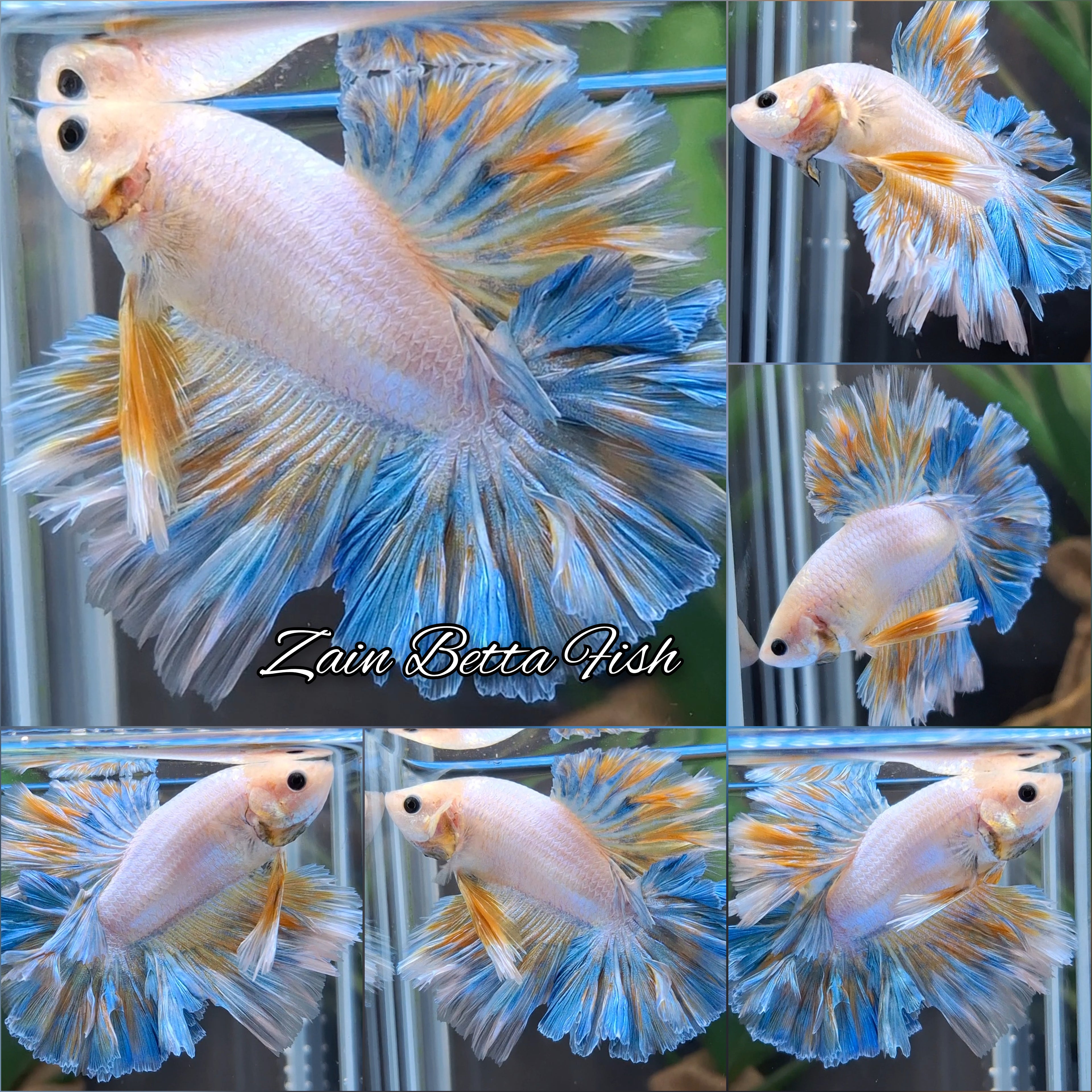 King Feathertail Rosetail Halfmoon Aurora Shimmer Color Yellow Grizzle Betta Fish Male