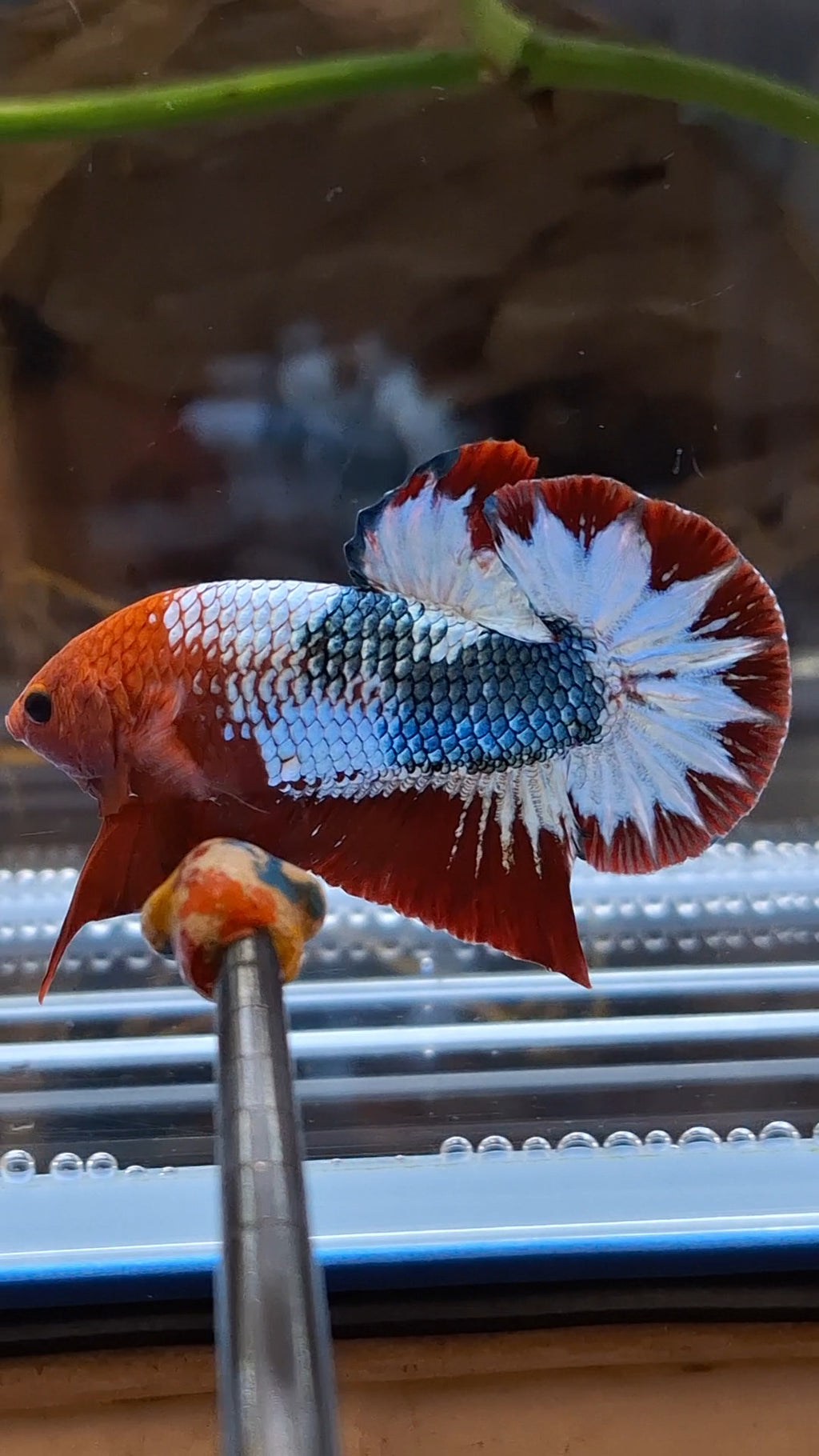 Red Fancy Army FCCP Startail Large Size HMPK Plakat Betta Fish Male