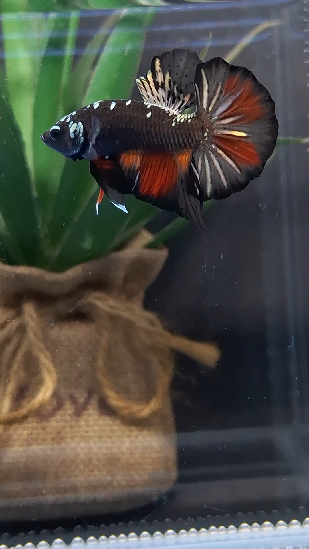 Avatar Black Variation Plakat HMPK Betta Fish Male