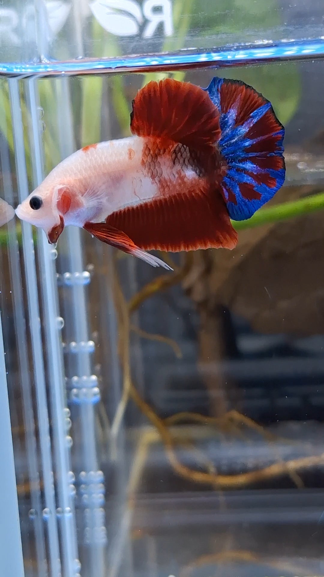 Unique Color AOC Rare Plakat HMPK Betta Fish Male
