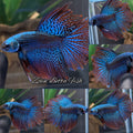Alien Halfmoon Feathertail Green Rare Wild Betta Fish Male