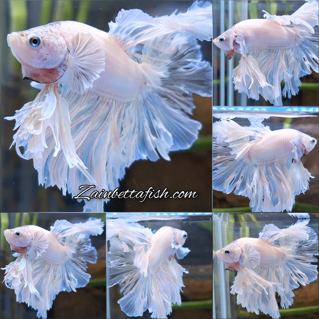 King Feathertail Betta Fish Male