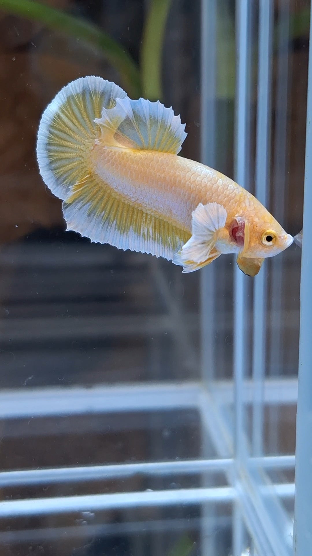 Gold Big Ear Butterfly Plakat Betta Fish Male