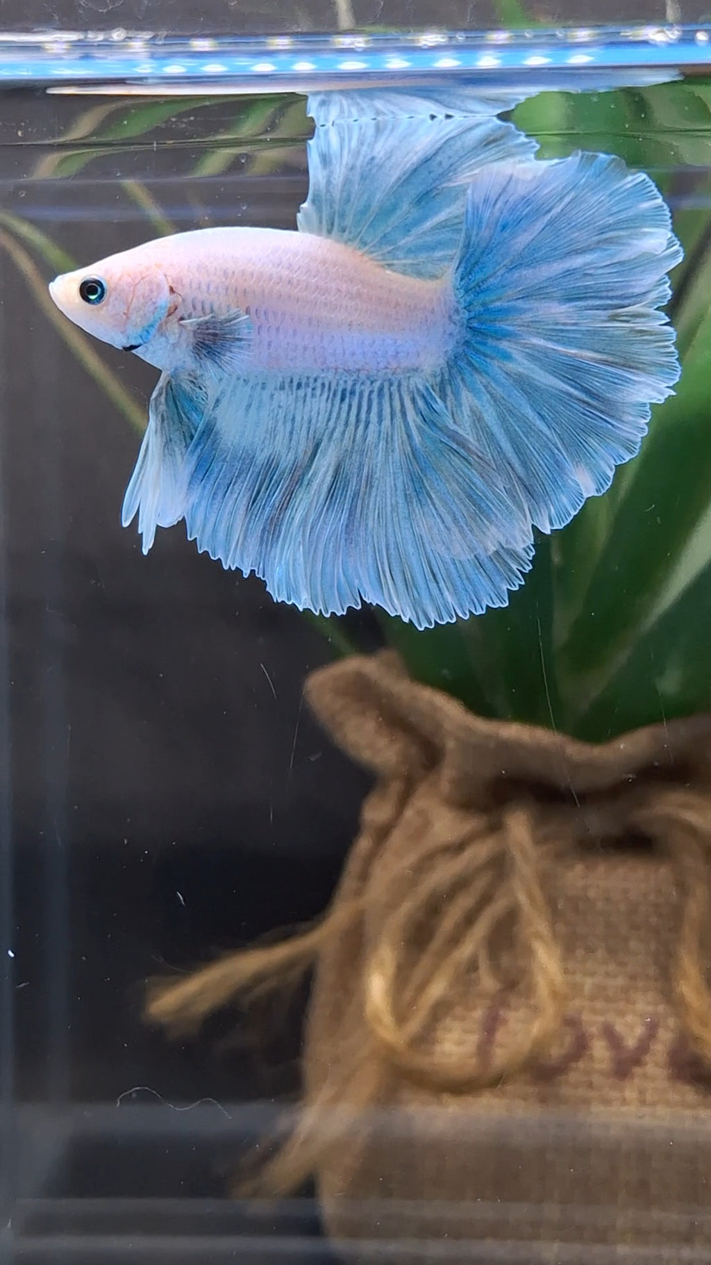 Halfmoon Pastel Blue Sky Alicorn Betta Fish Male