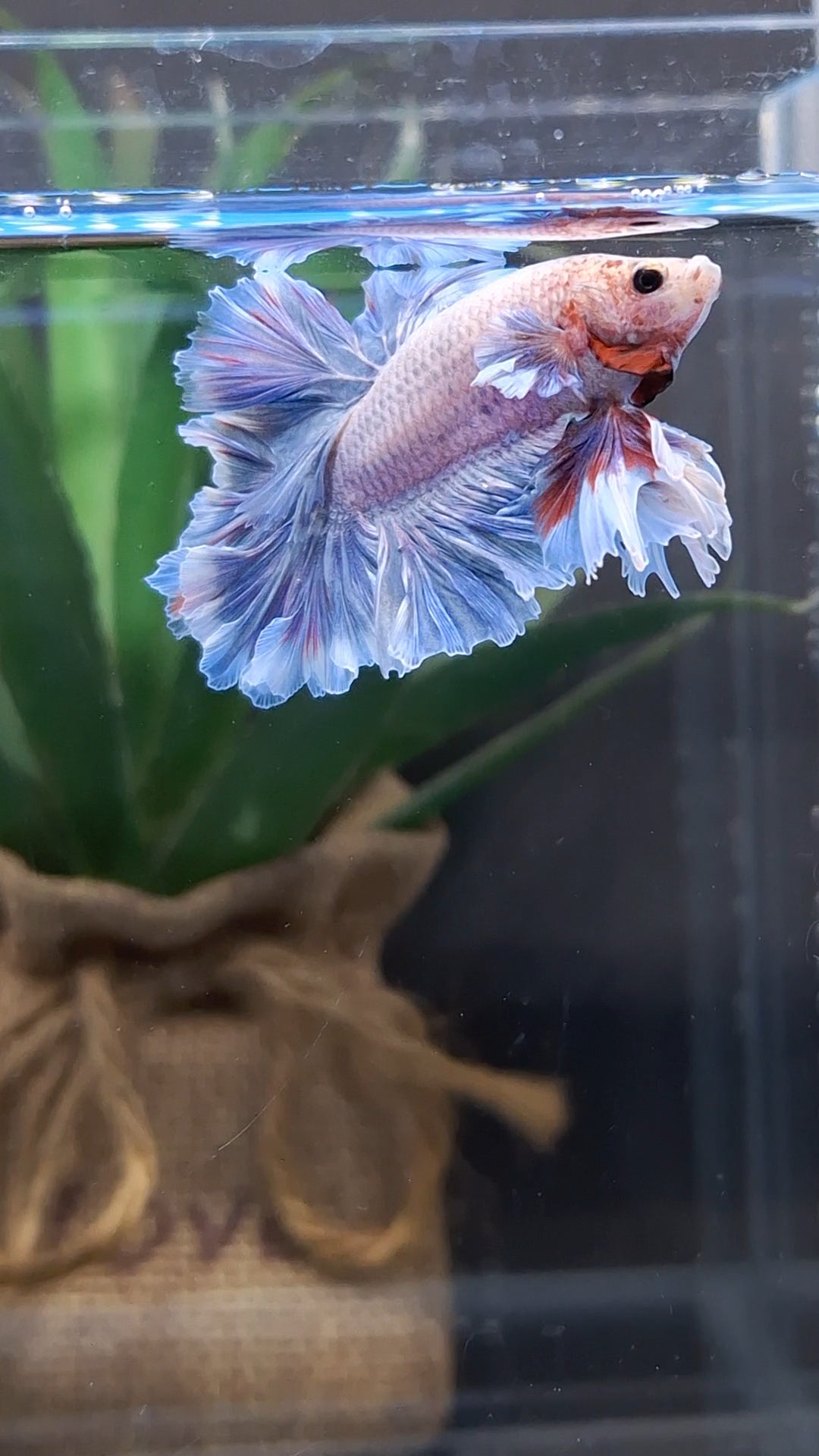 King Feathertail Dumbo Ear Grizzle Butterfly Betta Fish Male