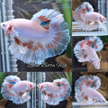Halfmoon Feathertail Pink Fancy Betta Fish Male