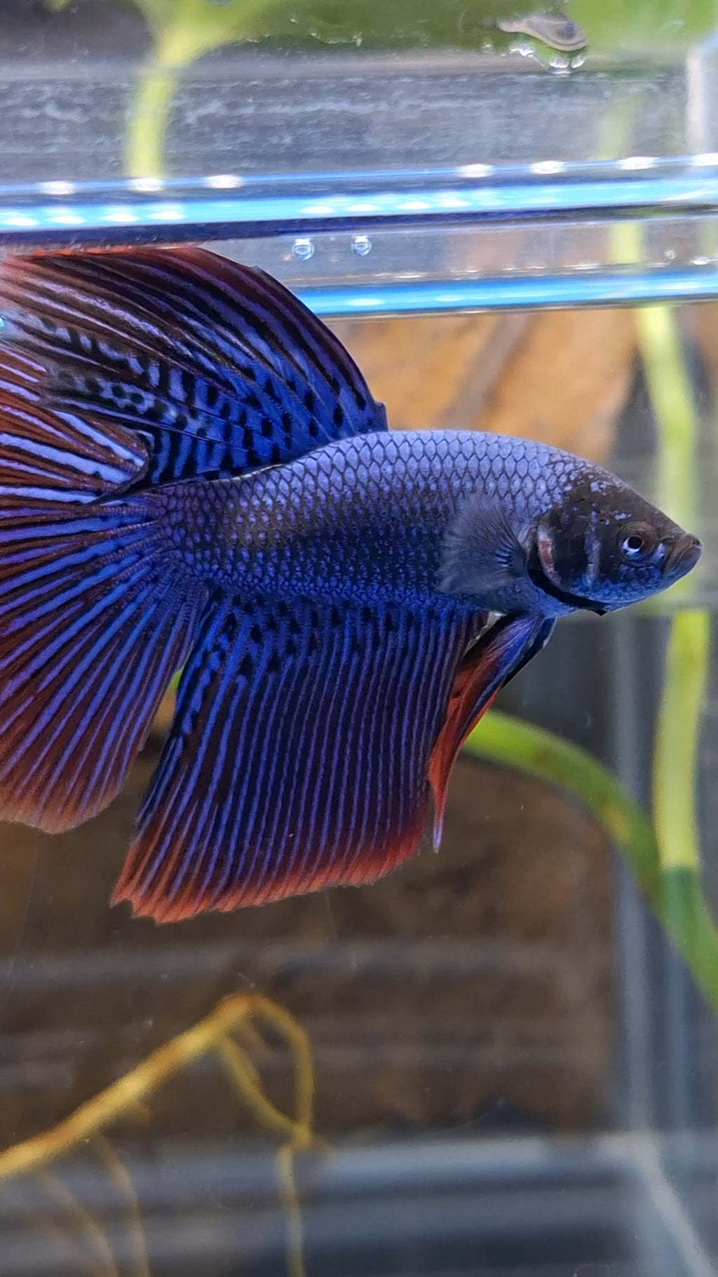 Alien Long Fins Blue Big Delta Tail Rare Wild Betta Fish Male