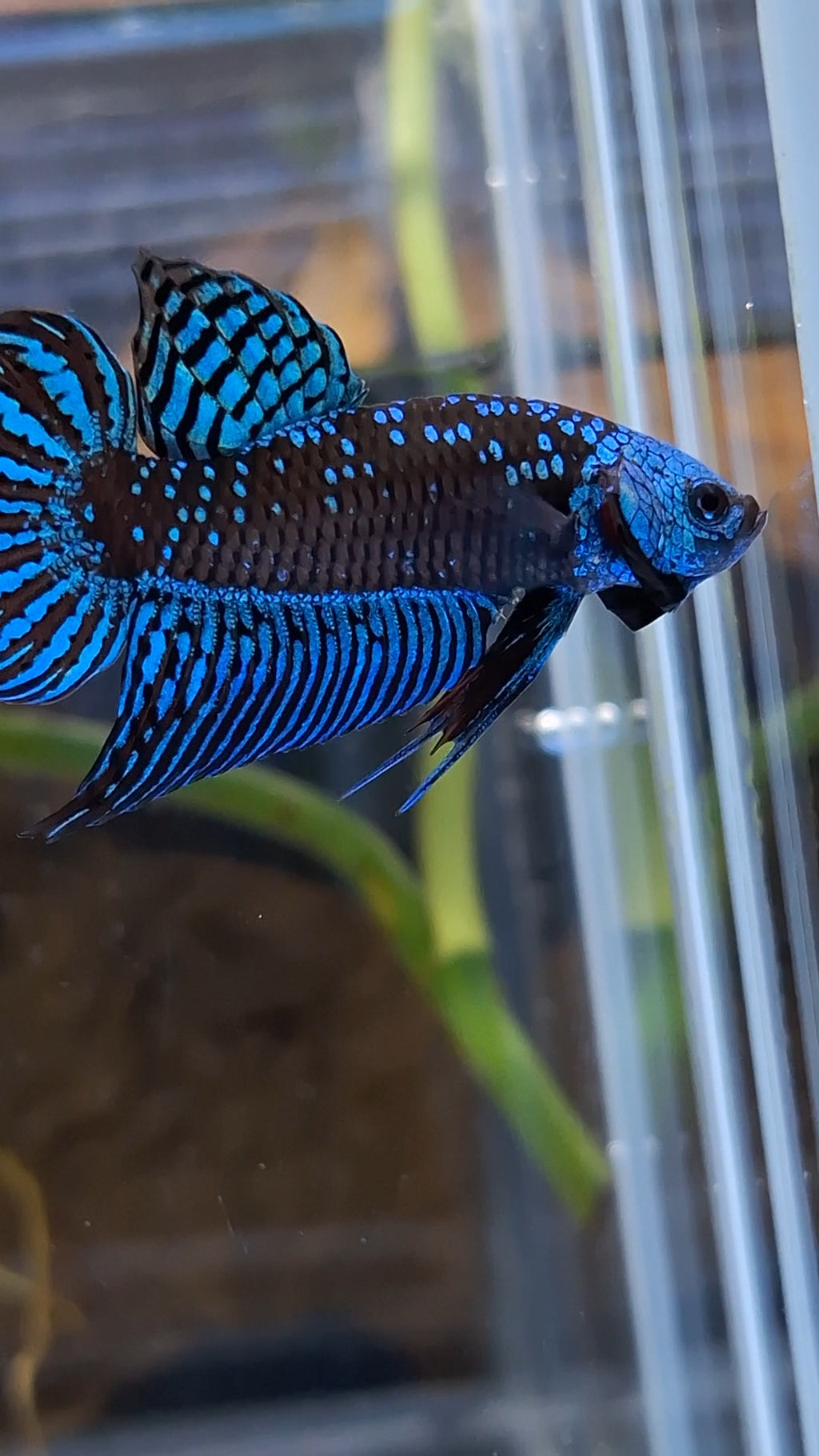 Alien Wild Betta Samurai Green Spadetail Rare Betta Fish Male
