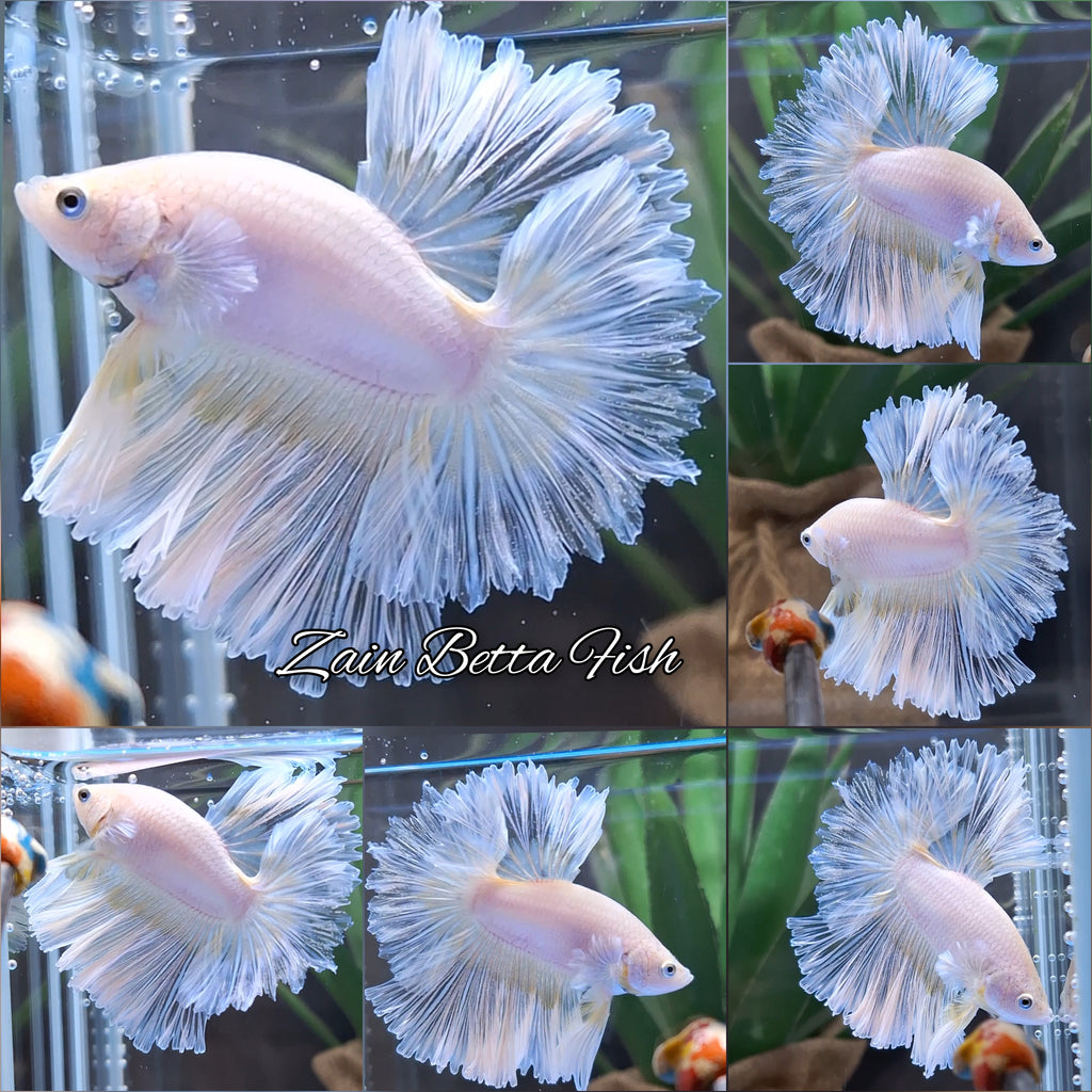 Halfmoon Feathertail Sweet Color Yellow Soft Unicorn Betta Fish Male