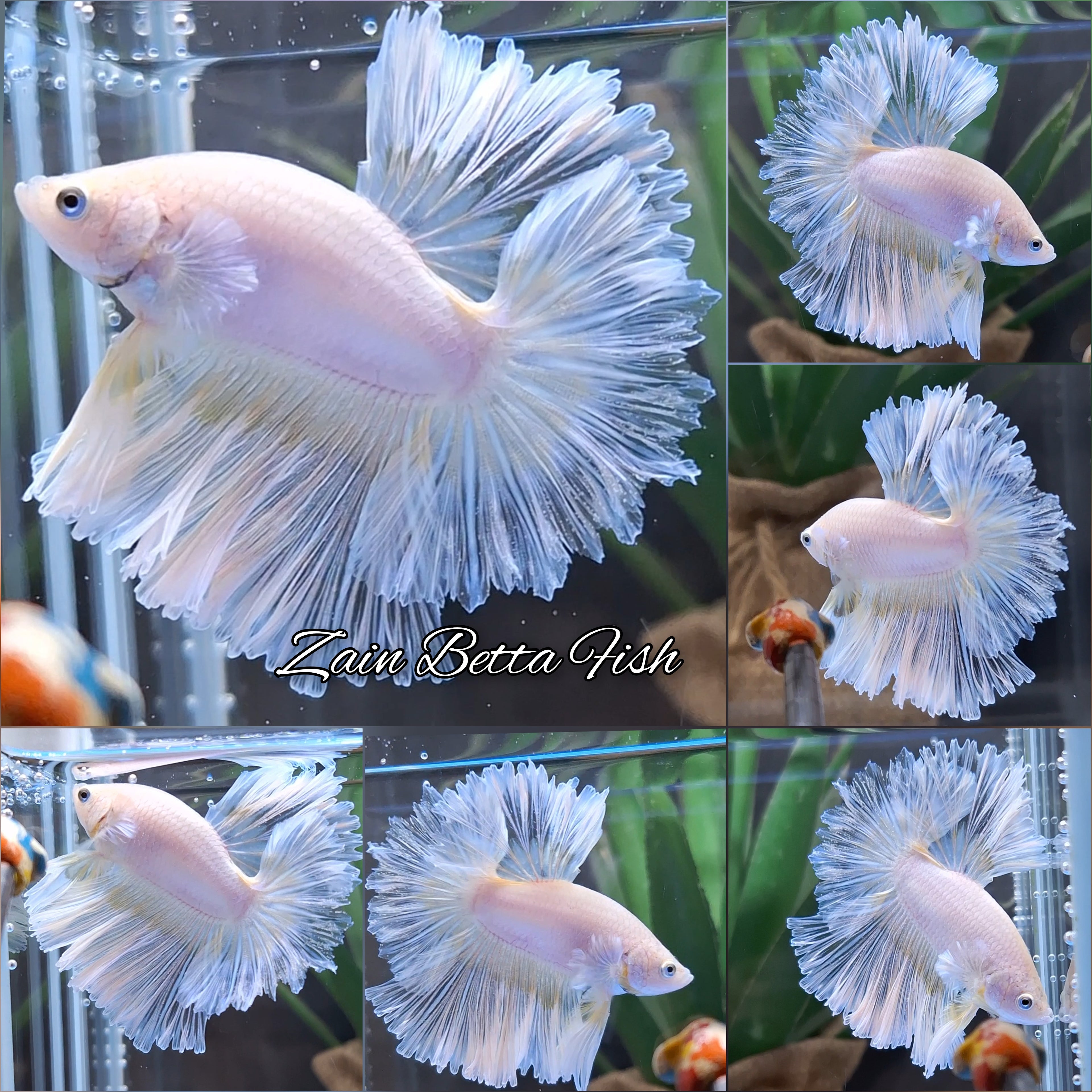 Halfmoon Feathertail Sweet Color Yellow Soft Unicorn Betta Fish Male