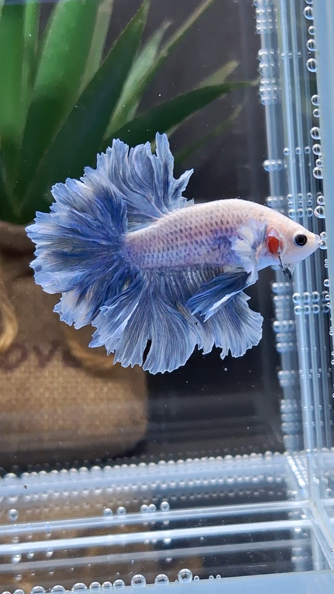 Halfmoon King Feathertail Grizzle Betta Fish Male