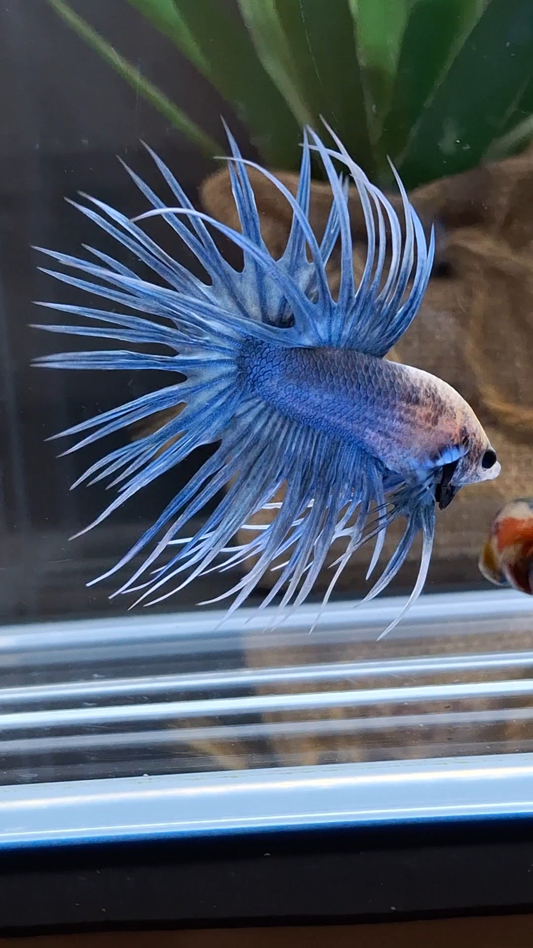 Crowntail Grizzle Betta Fish Male