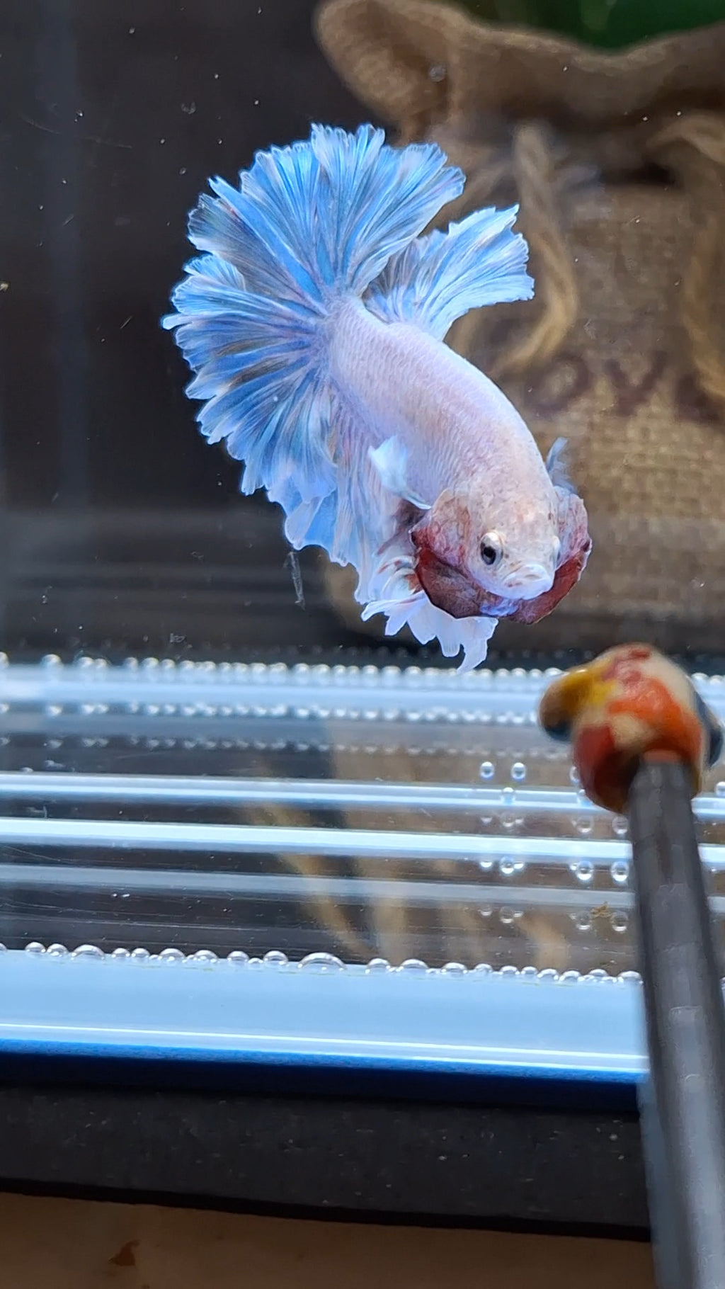 King Feathertail Blue Sky Betta Fish Male