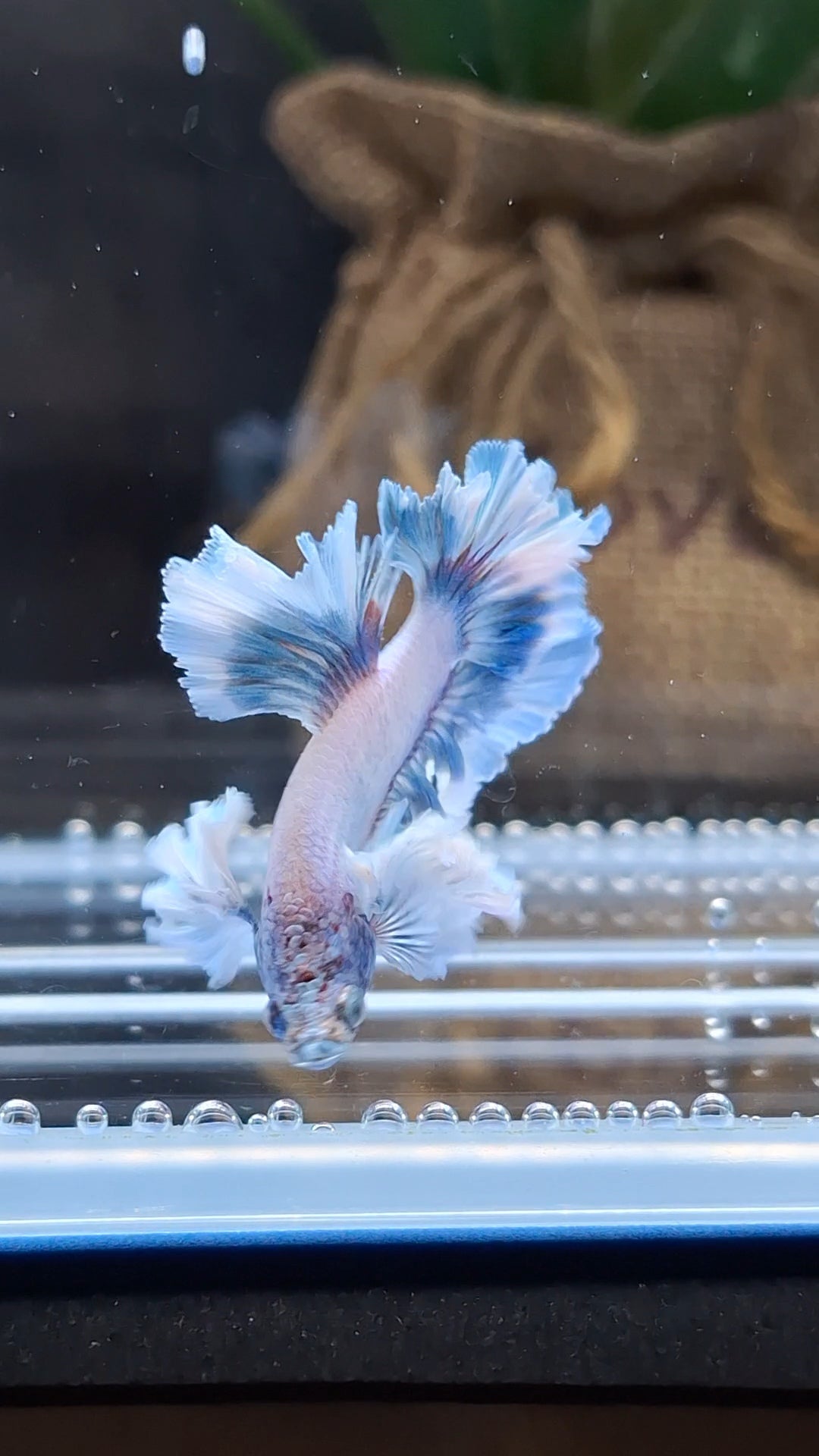 Junior King Feathertail Dumbo Ear Blue Sky Betta Fish Male