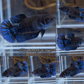 Avatar Black Blue Light Plakat Female Betta Fish For Sorority / Breed