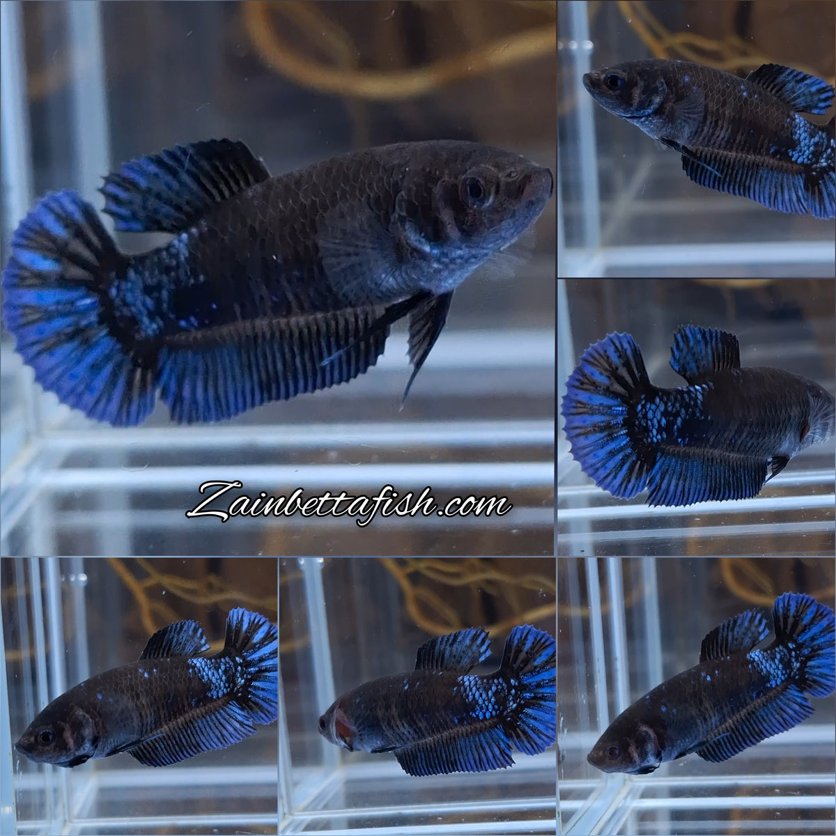 Avatar Black Blue Light Plakat Female Betta Fish For Sorority / Breed