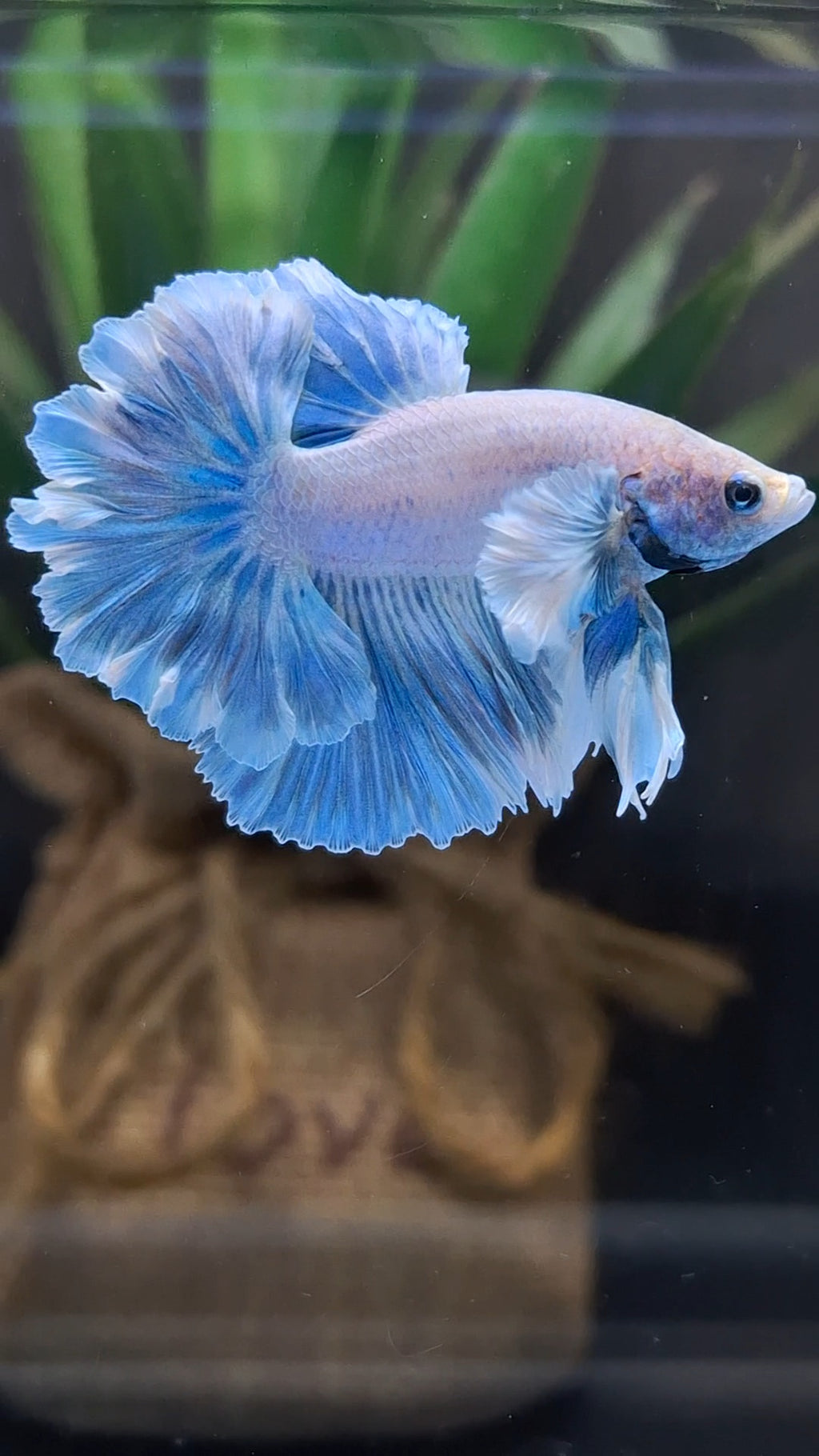 King Feathertail Rose Dumbo Ear Blue Sky Betta Fish Male