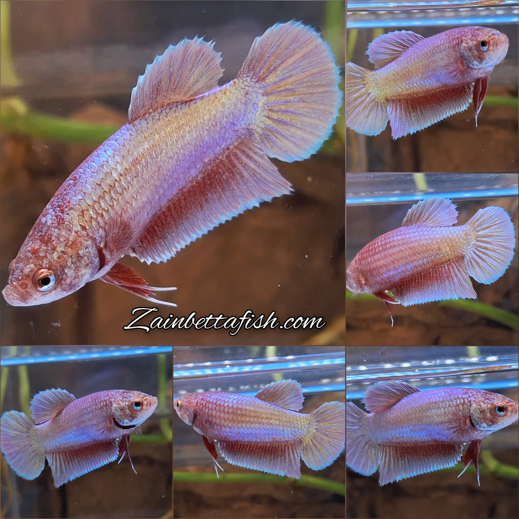 Purple Pink Aurora Plakat HMPK Female Betta Fish For Sorority / Breed