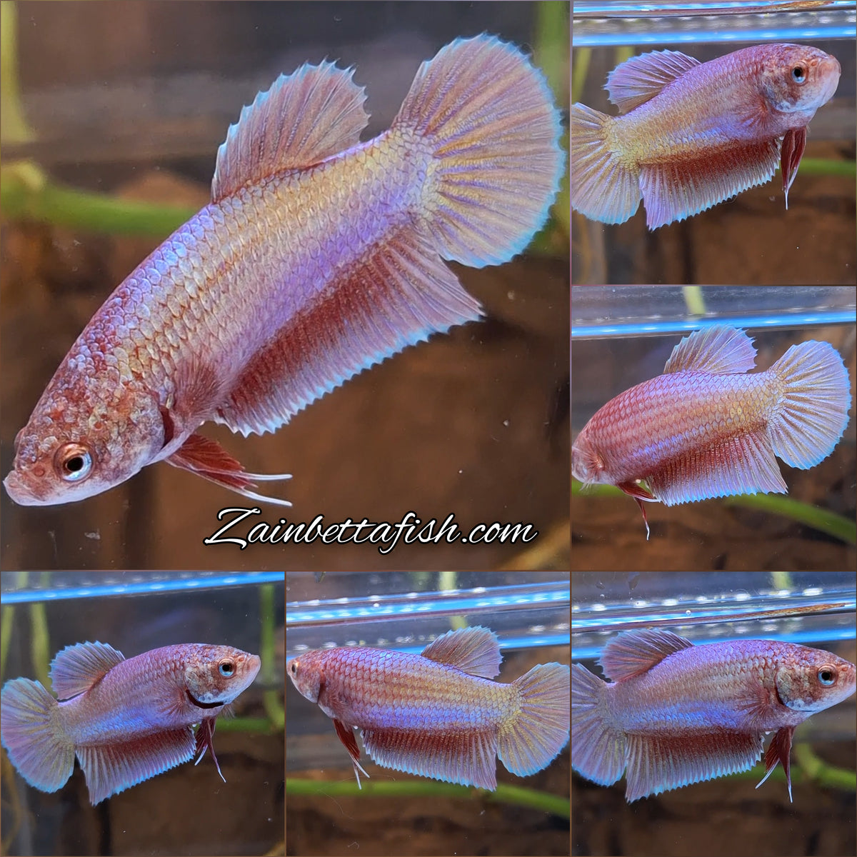 Purple Pink Aurora Plakat HMPK Female Betta Fish For Sorority / Breed