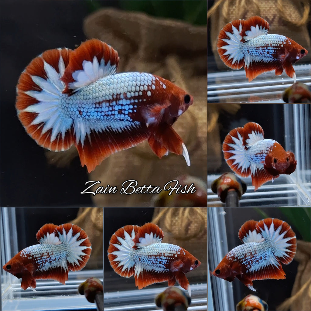 Red Fancy Copper FCCP Startail Plakat HMPK Betta Fish Male