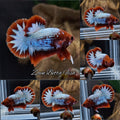 Red Fancy Copper FCCP Startail Plakat HMPK Betta Fish Male