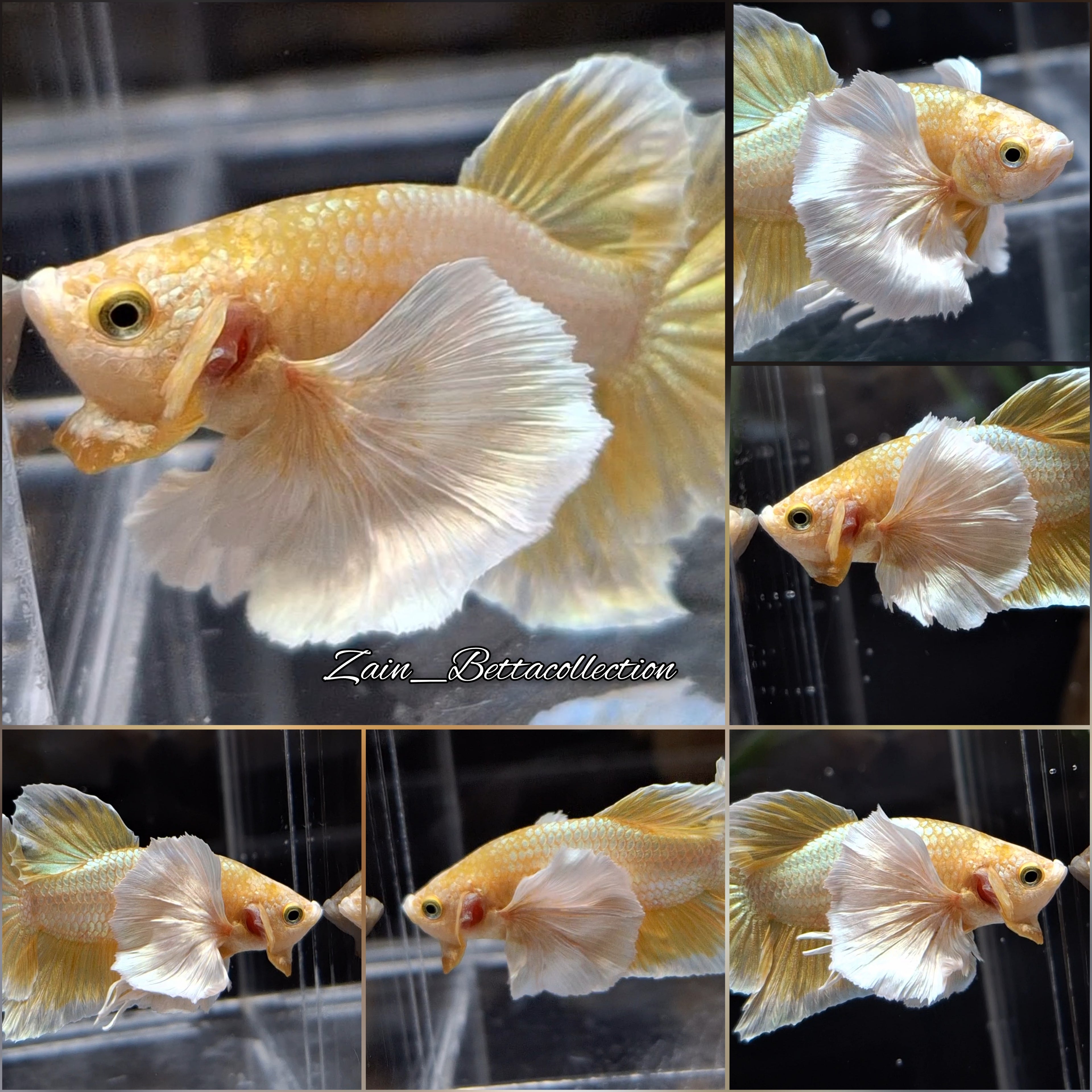 Dumbo Ear Gold HMPK Betta Fish Male