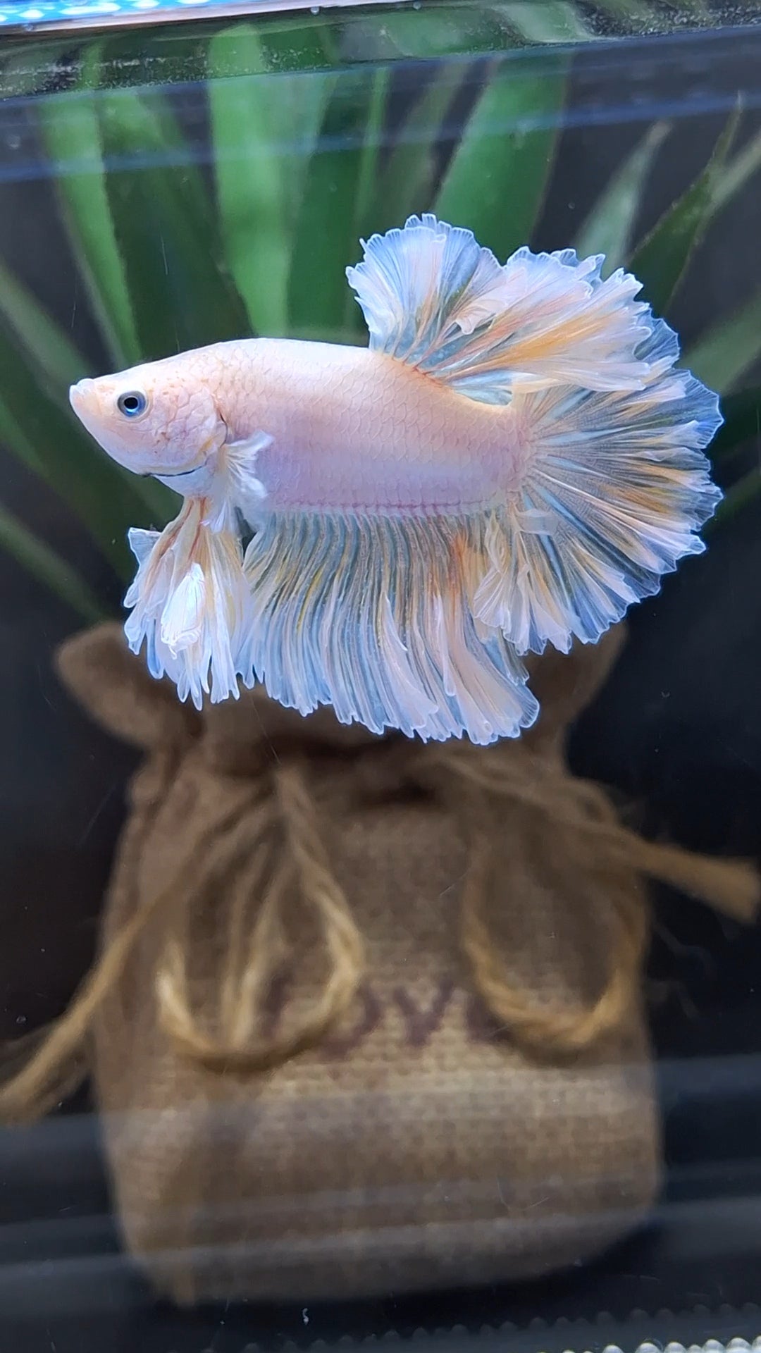 King Feathertail Unicorn Betta Fish Male