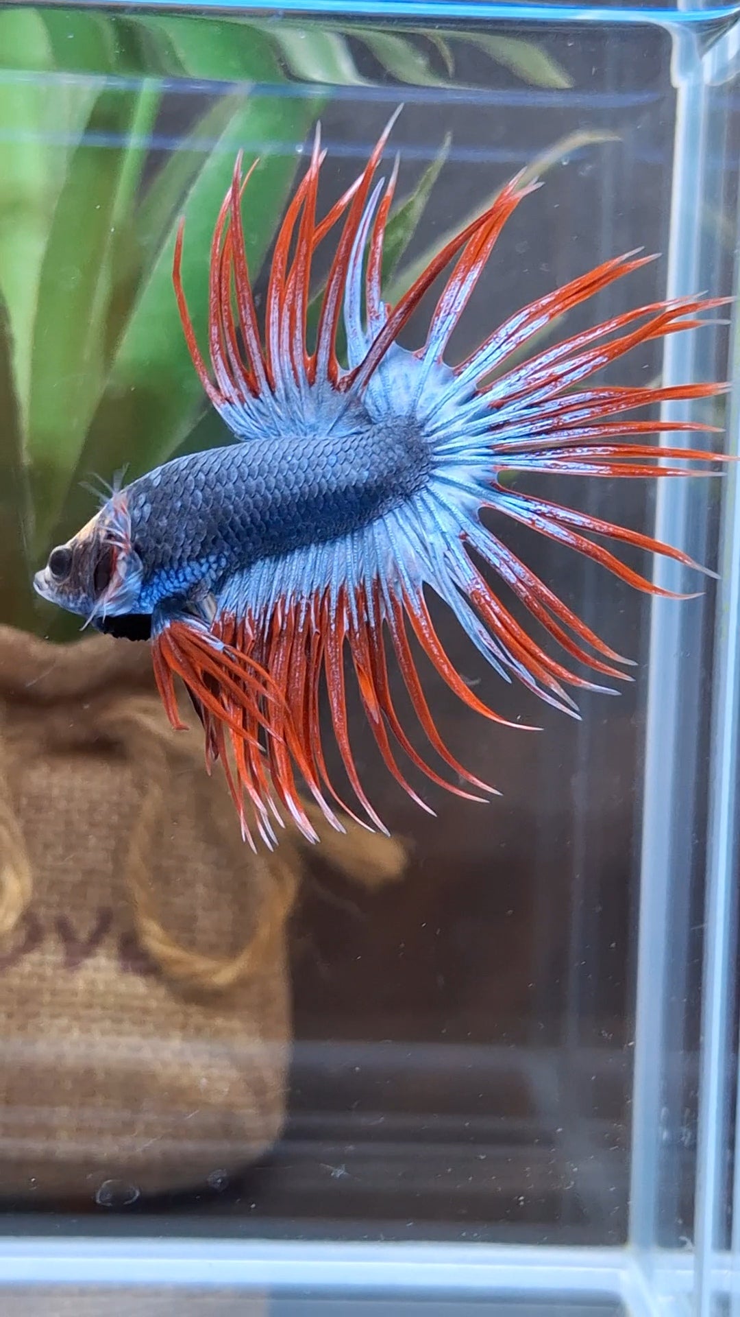 Crowntail Mascot Betta Fish Male