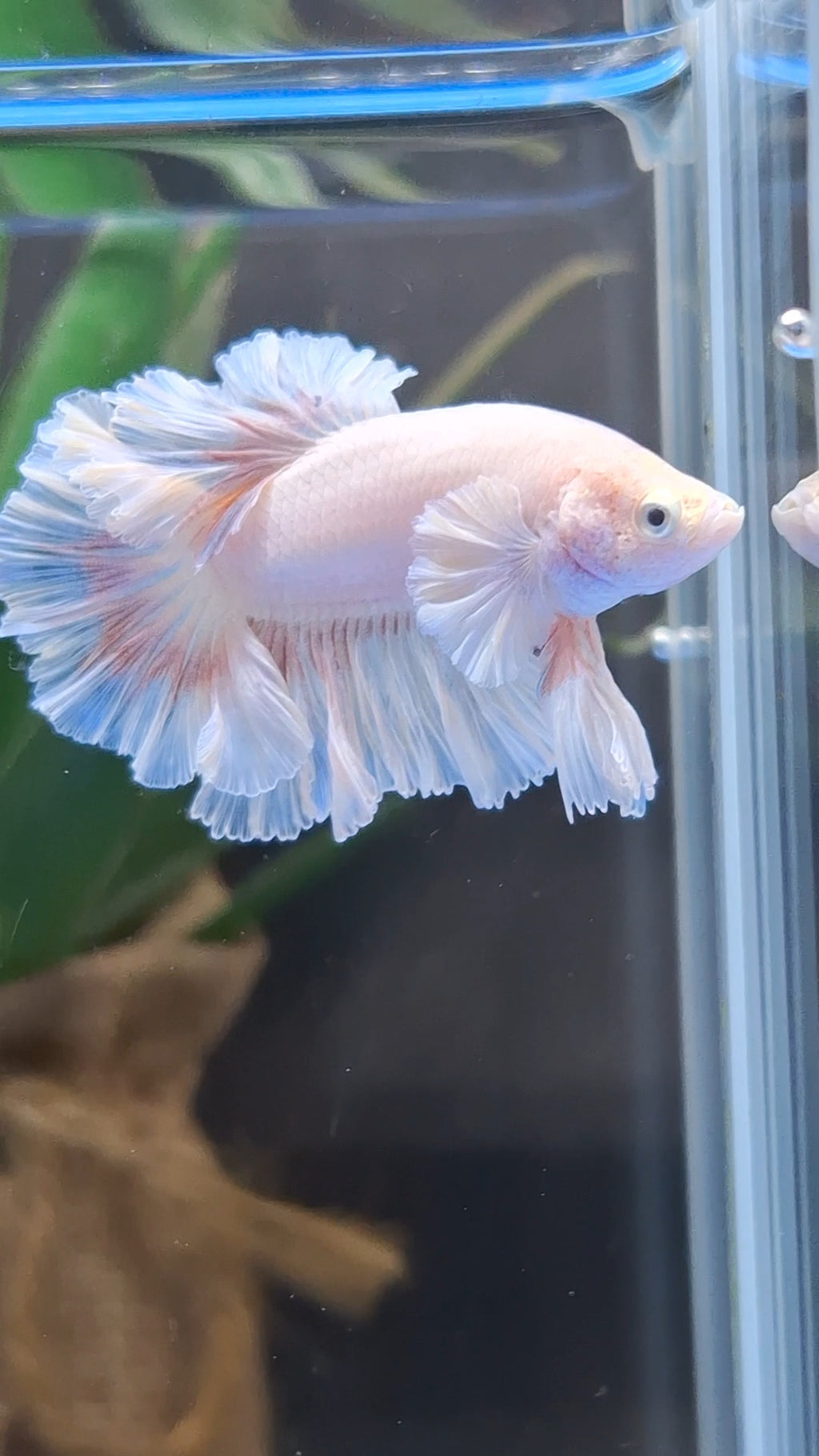 King Feathertail Pink Butterfly Dumbo Ear Junior Rose Ear Betta Fish Male