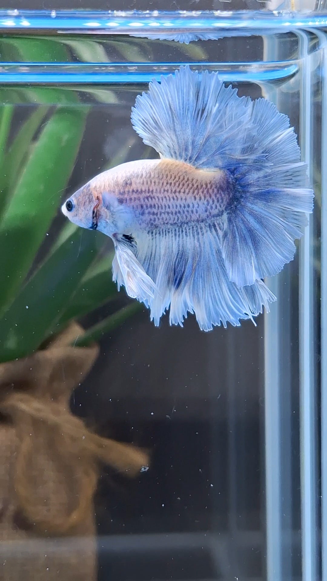 Halfmoon King Feathertail Grizzle Betta Fish Male
