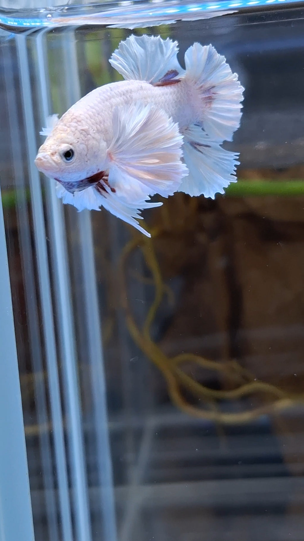 Premium Super Dumbo Ear Rose Rare Betta Fish Male
