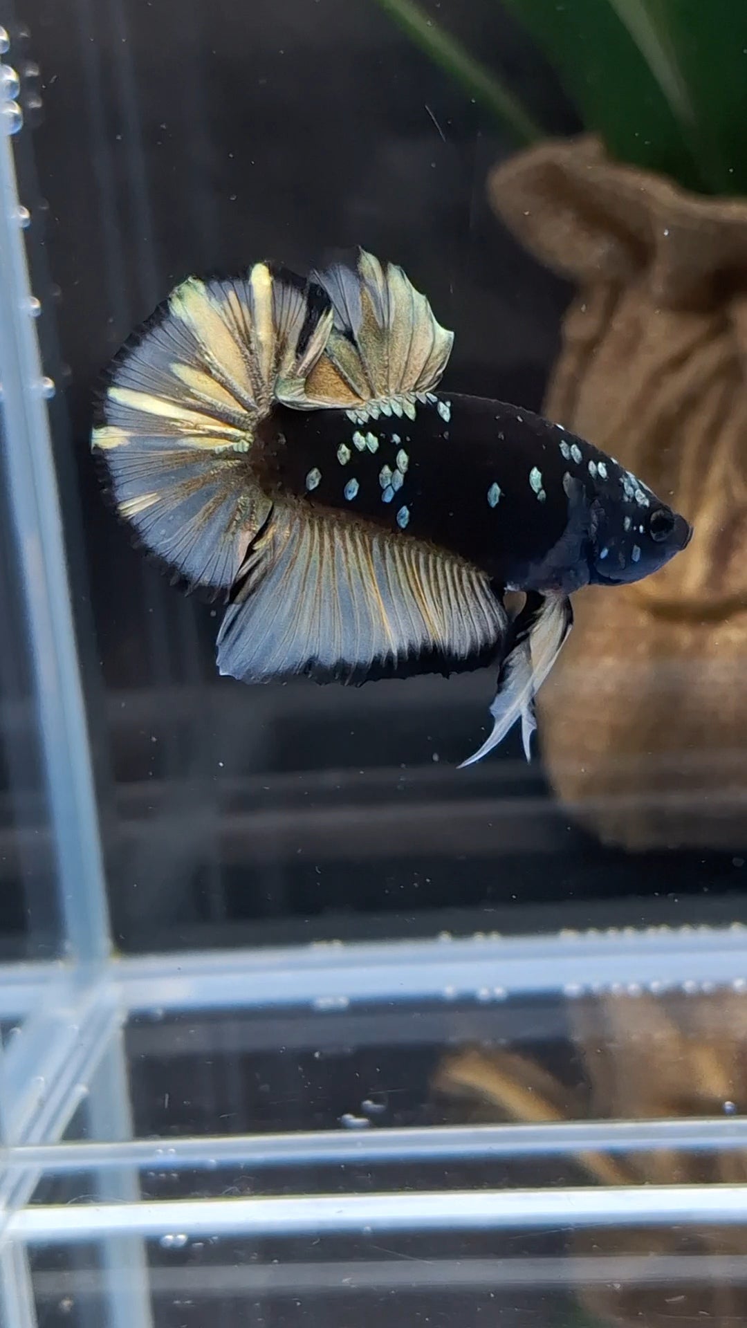 Avatar Yellow Copper Gold Plakat HMPK Betta Fish Male