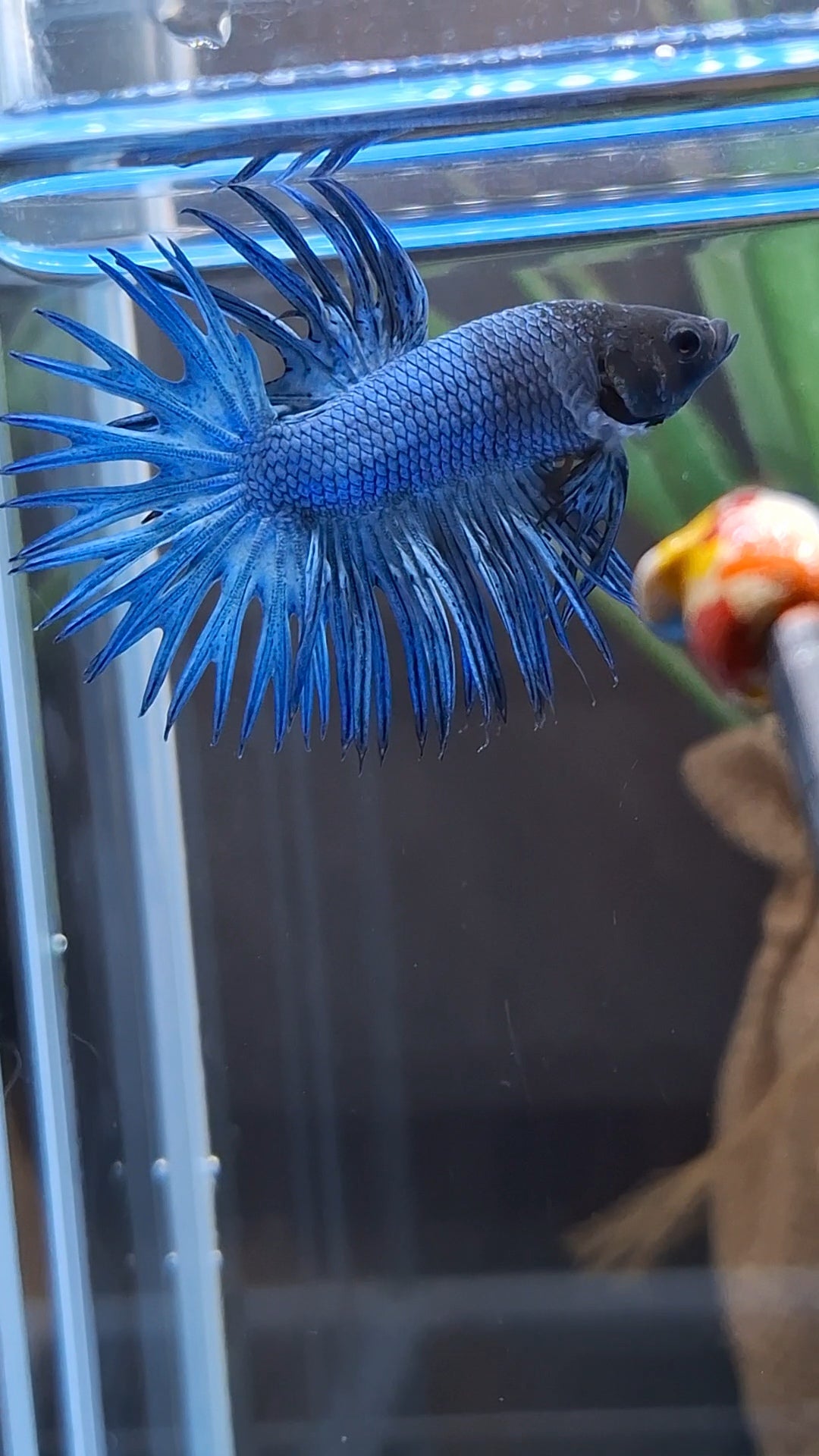 Crowntail Blue Betta Fish Male