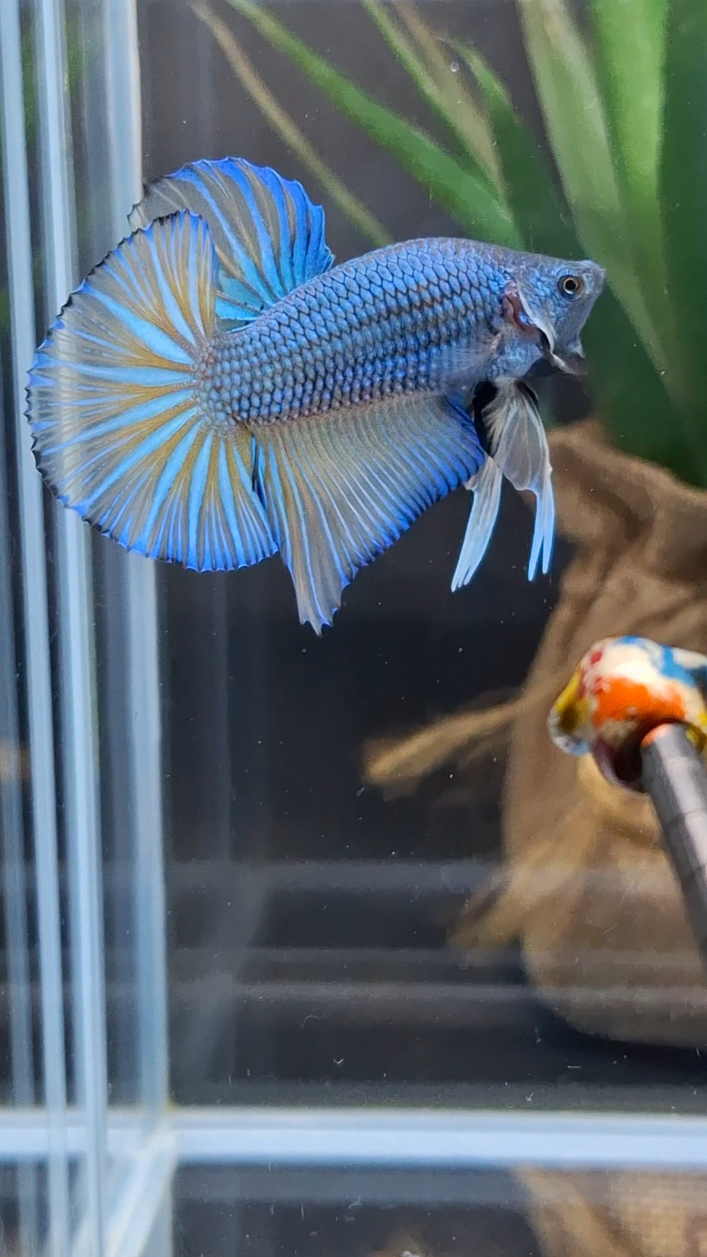 Mustard Gas Big Tail HMPK Betta Fish Male