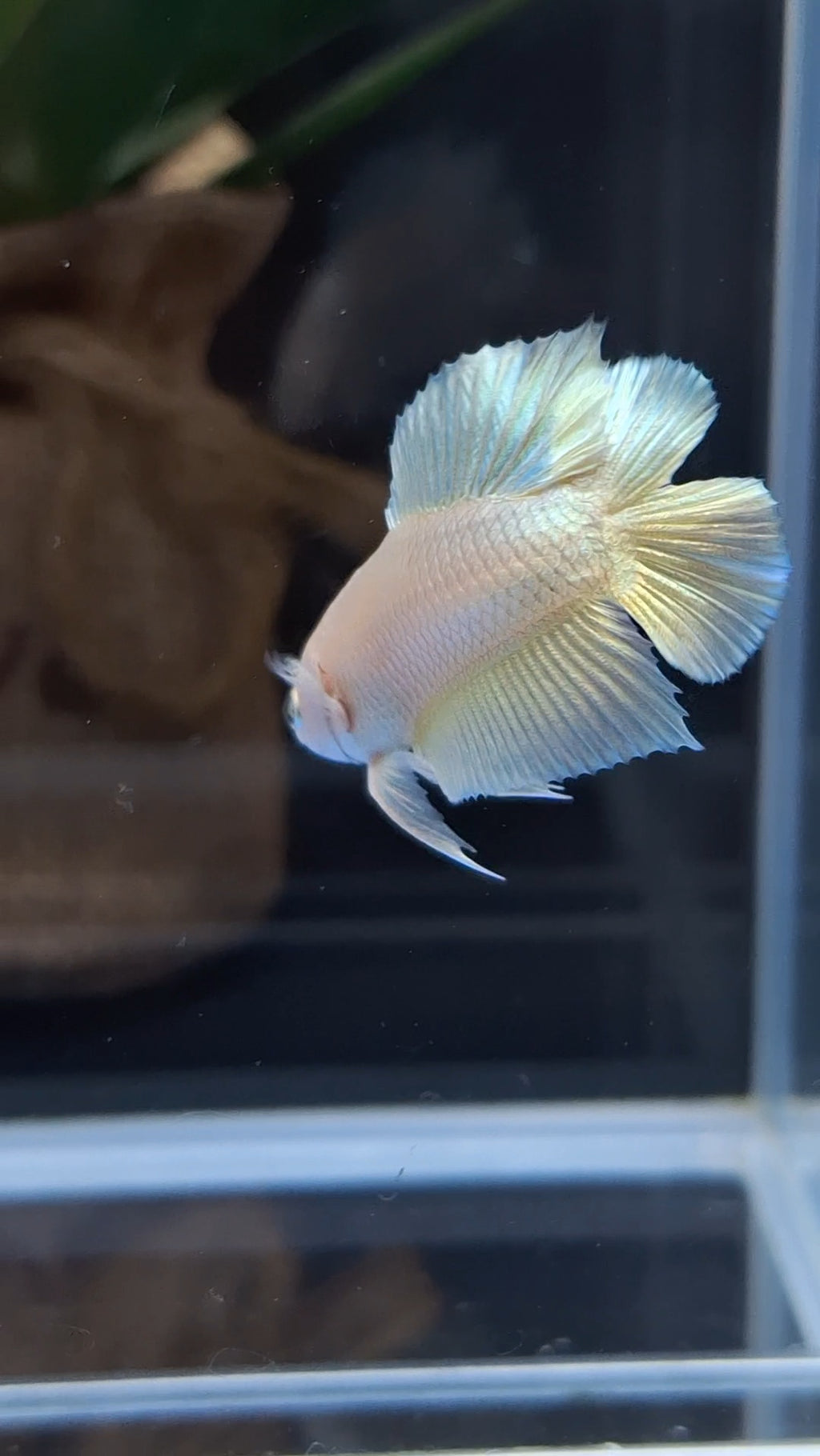 Junior Gold Double Tail Plakat DTPK HMPK Betta Fish Male