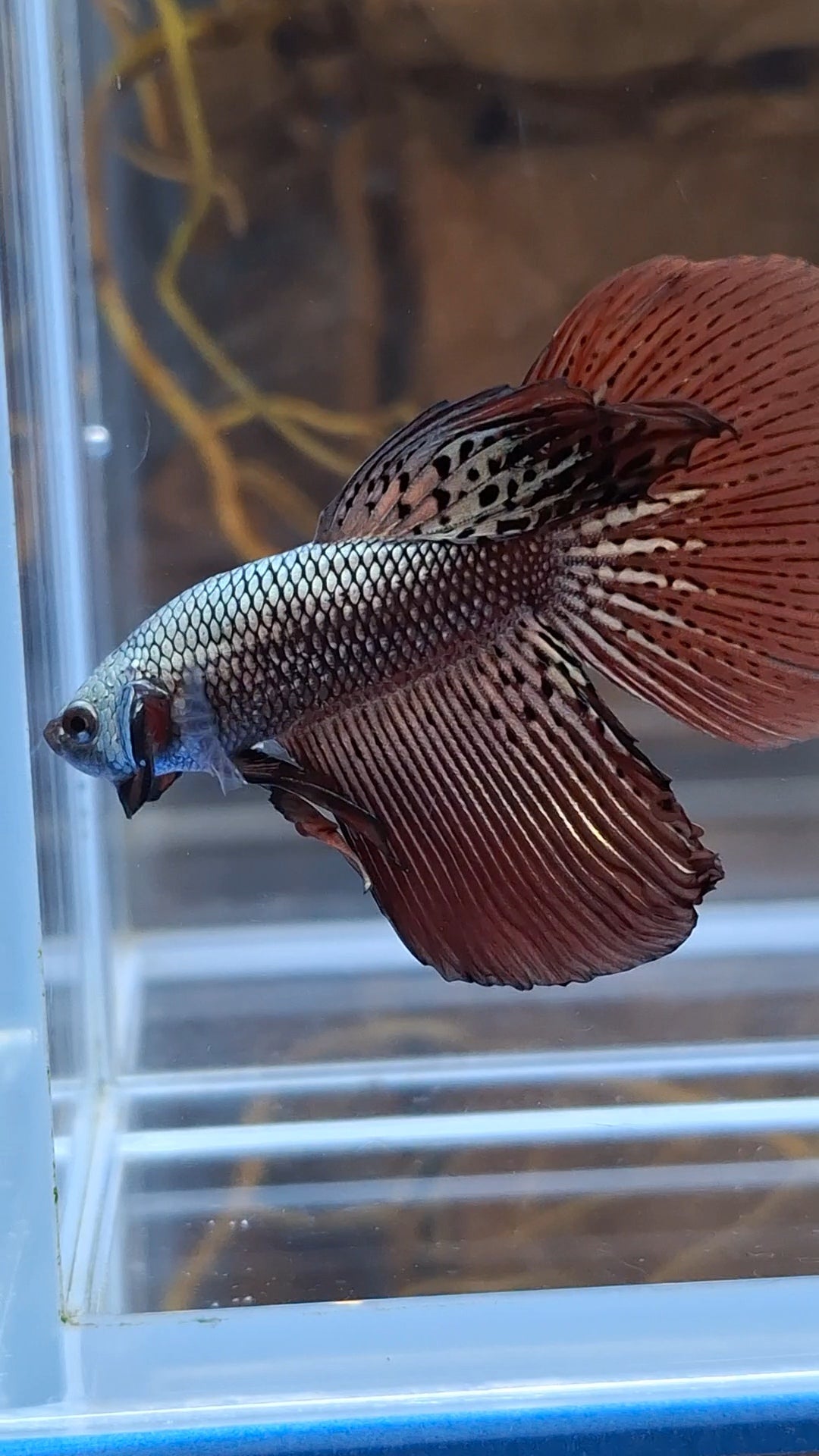 Halfmoon Rare Alien Copper Wild Betta Fish Male