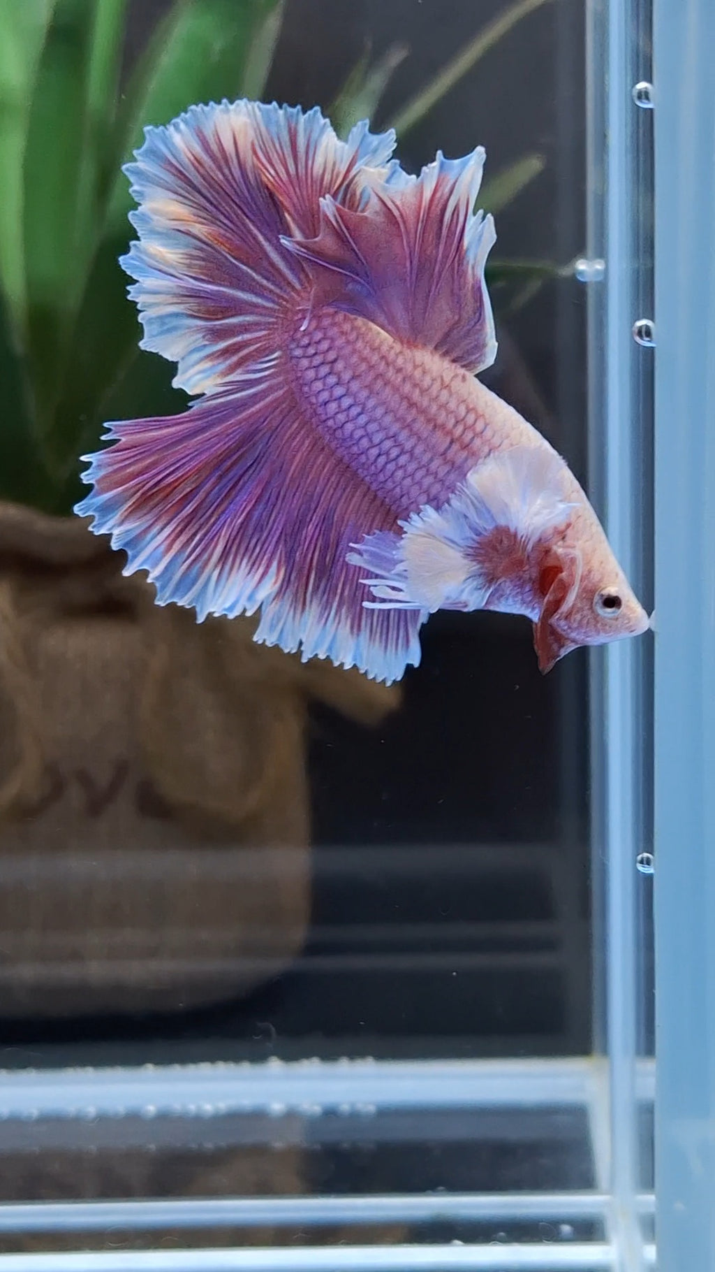 Feathertail Dumbo Ear Purple Butterfly Betta Fish Male