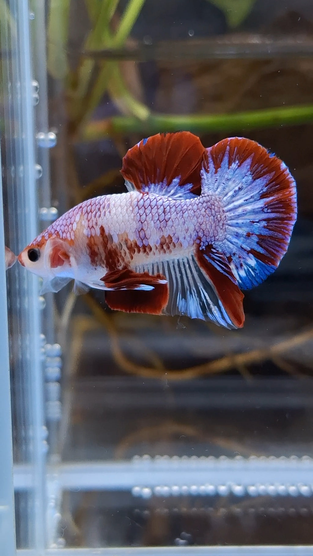 Purple Unique Color AOC Rare Plakat HMPK Betta Fish Male
