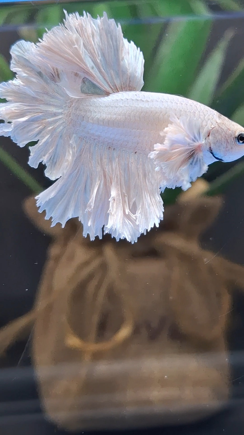 King Feathertail Rose Dumbo Ear White Dragon Platinum Betta Fish Male