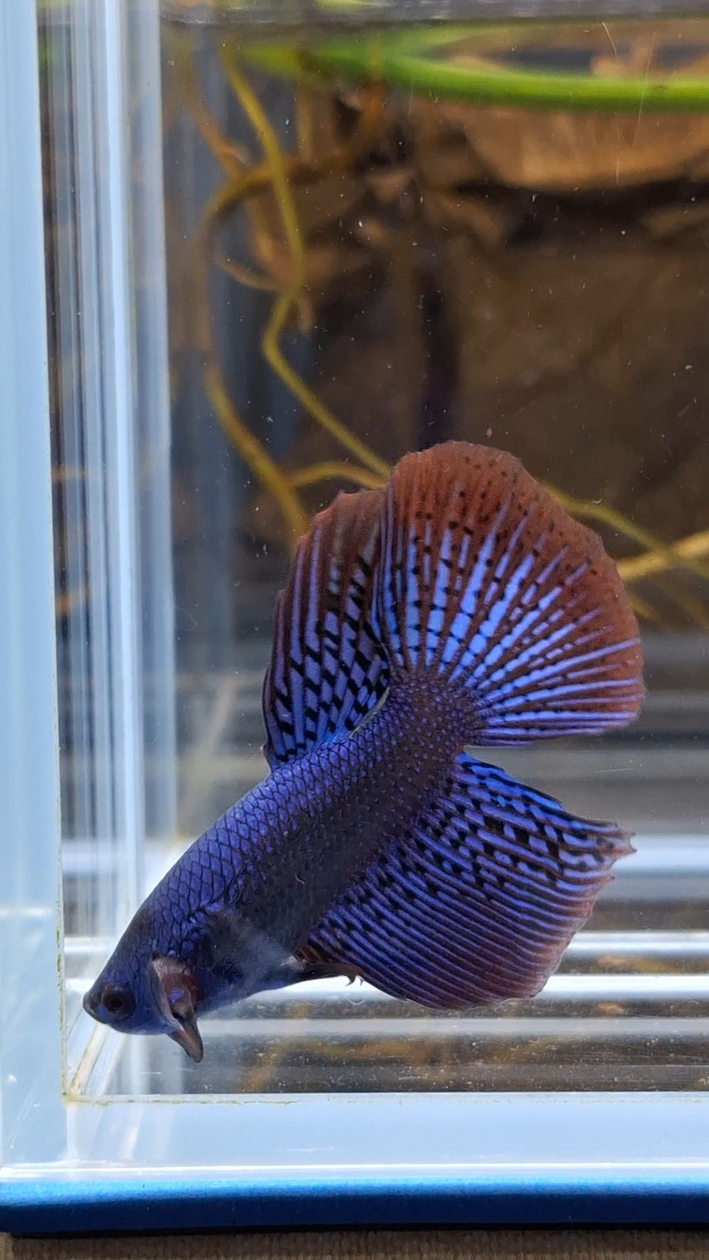 Alien Long Fins Blue Delta Tail Rare Wild Betta Fish Male