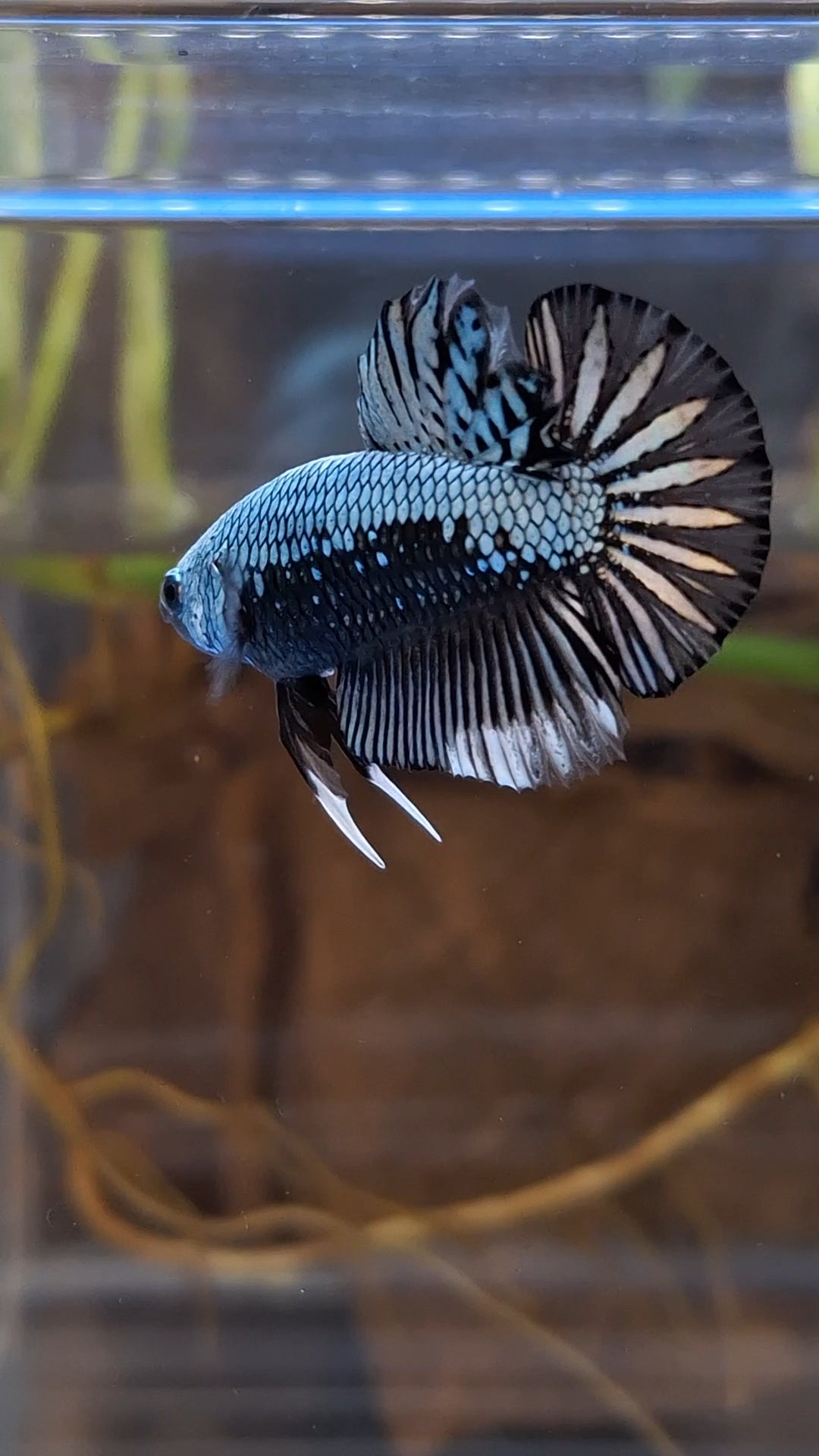 Samurai Plakat HMPK Betta Fish Male