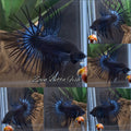 Crowntail Black Orchid Betta Fish Male