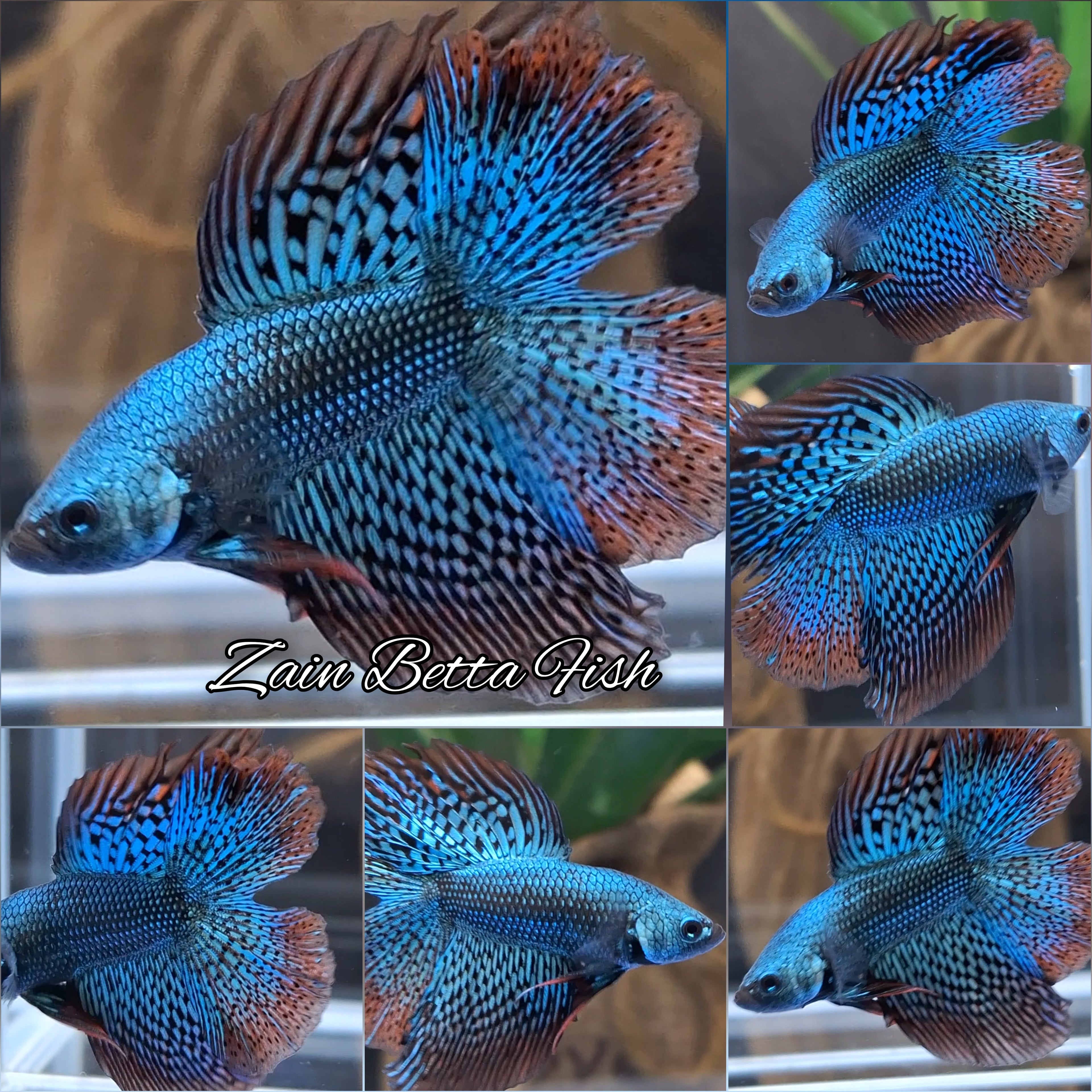 Luxury Double Tail Halfmoon Alien Green Rare Wild Betta Fish Male