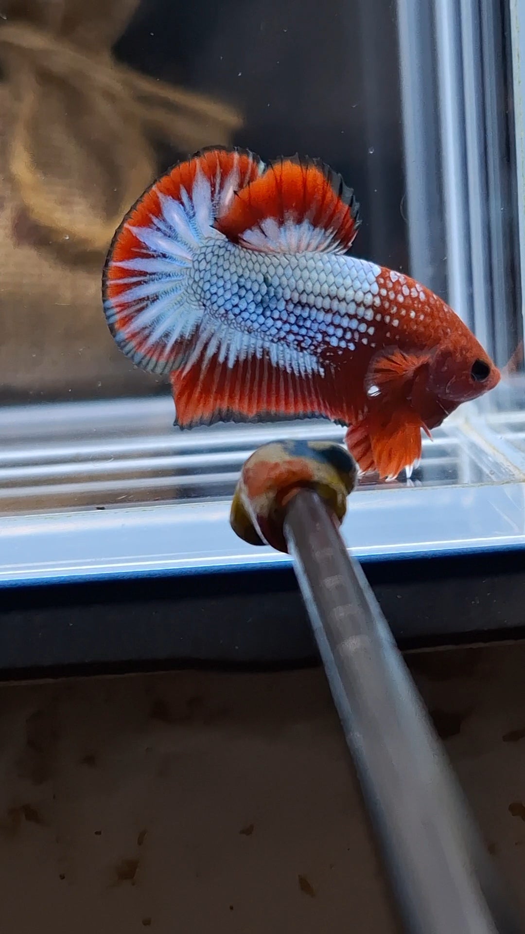 Red Fancy Copper FCCP Startail Plakat HMPK Betta Fish Male