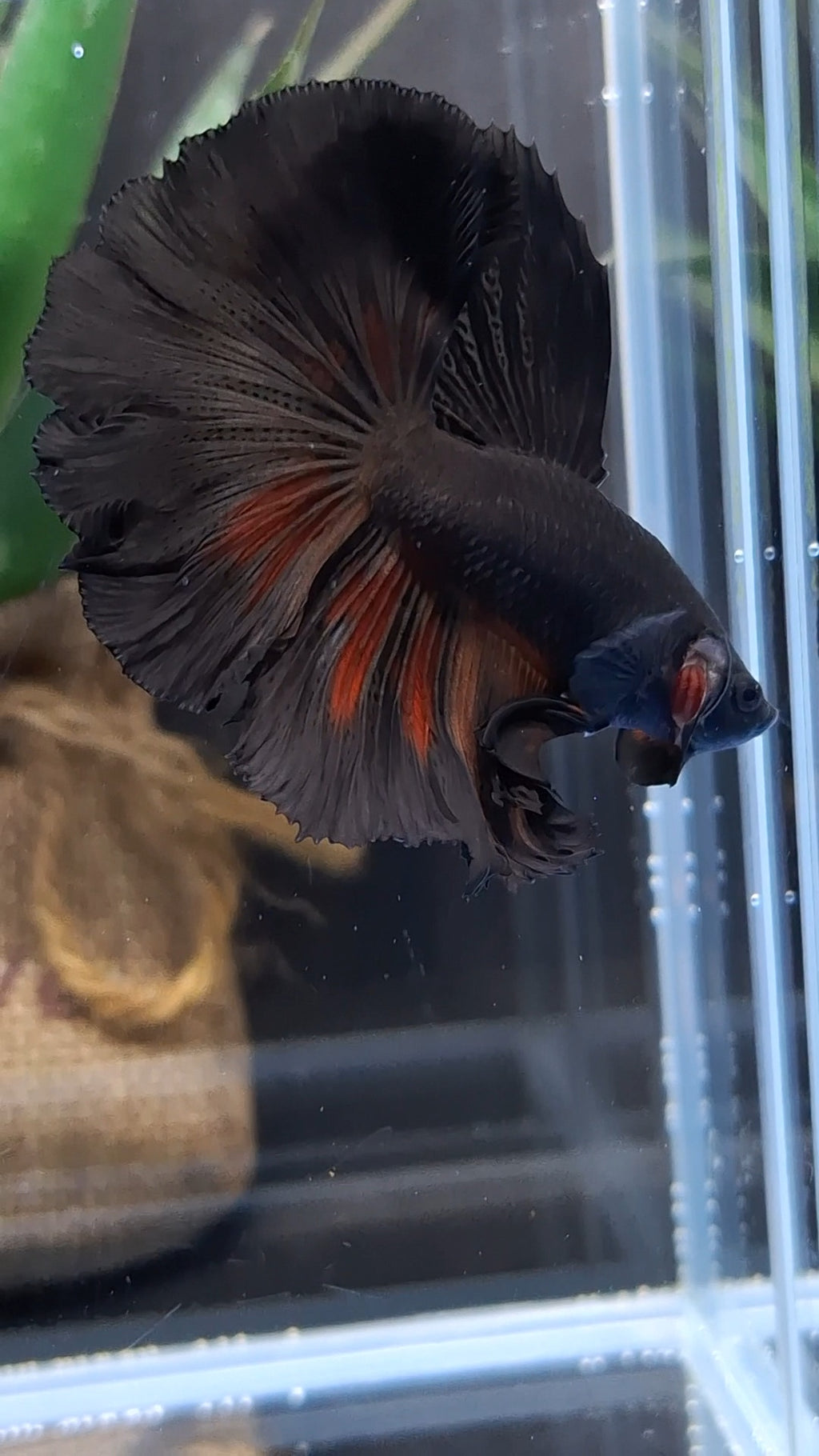 Halfmoon Rosetail Black Vampire Fire Premium Betta Fish Male