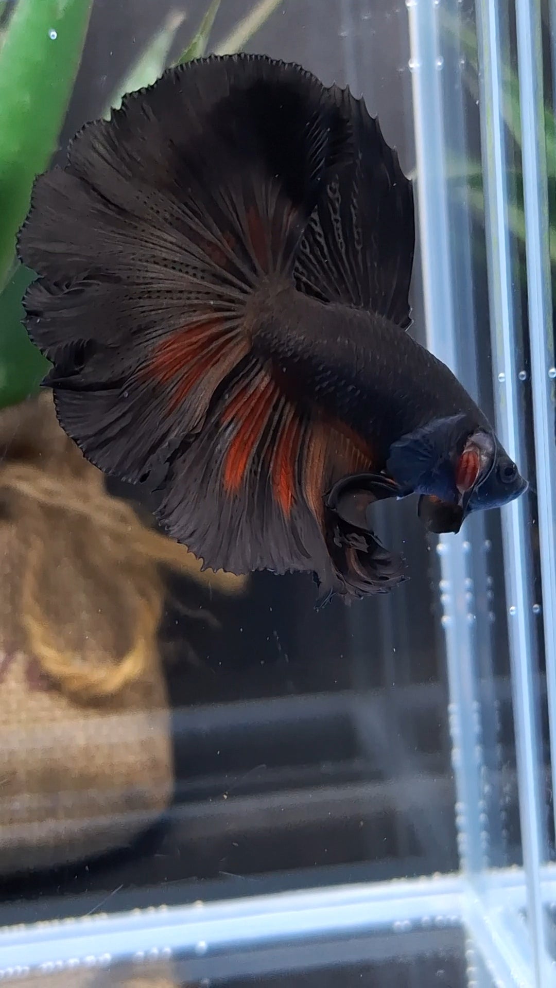 Halfmoon Rosetail Black Vampire Fire Premium Betta Fish Male