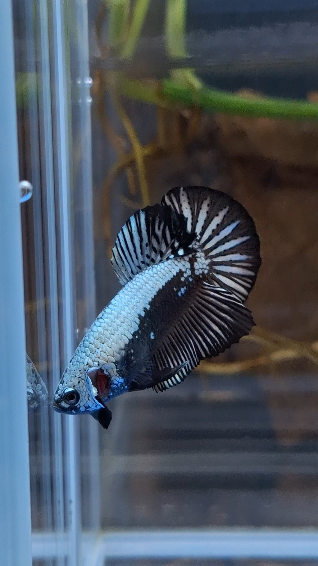 Samurai Plakat HMPK Betta Fish Male